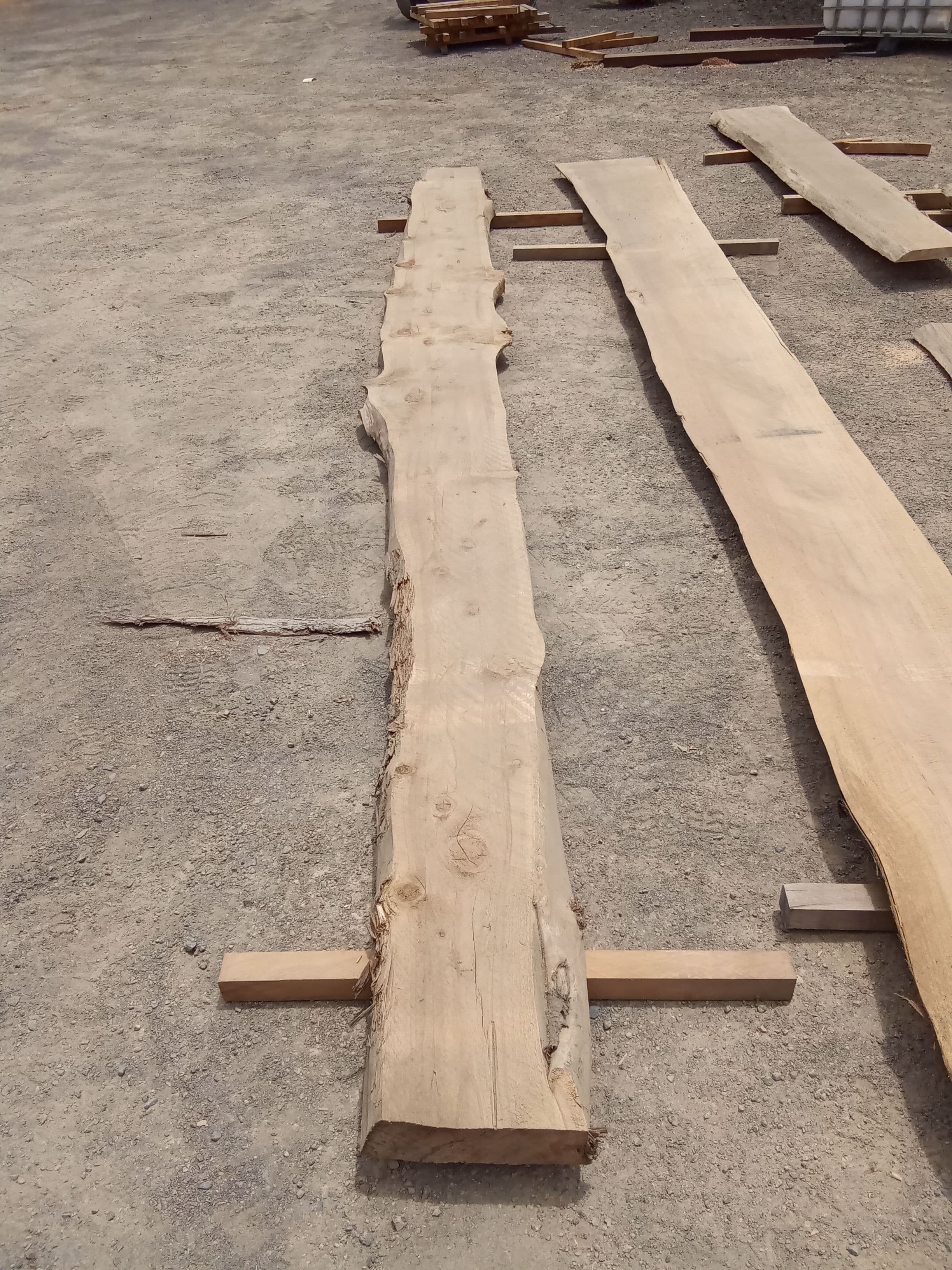 Macrocarpa Slab #16 view 2