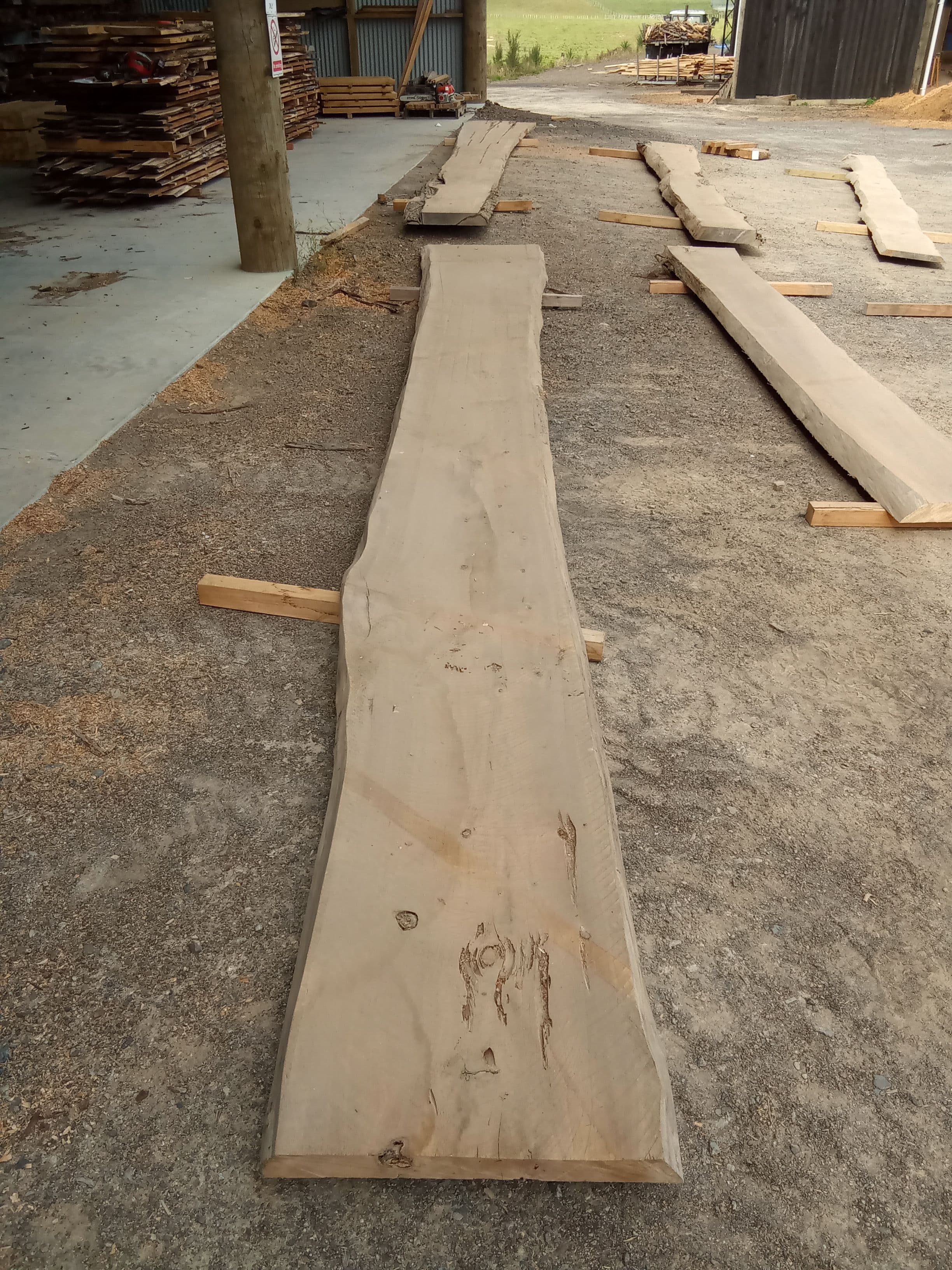 Macrocarpa Slab #2 view 2