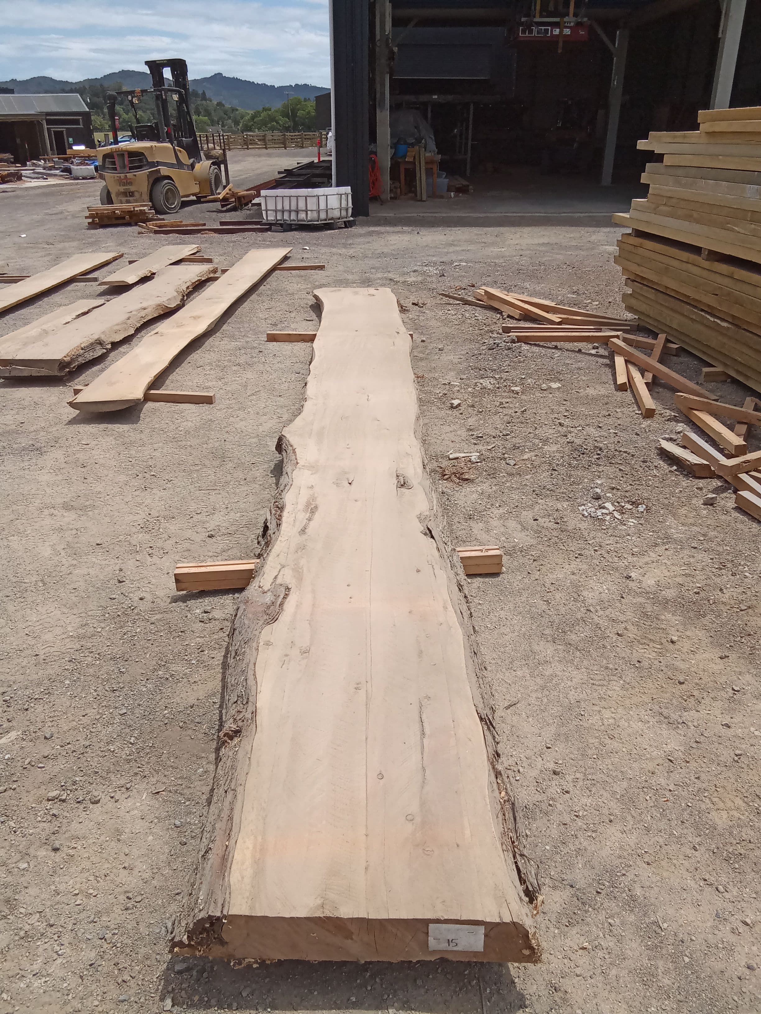Macrocarpa Slab #12