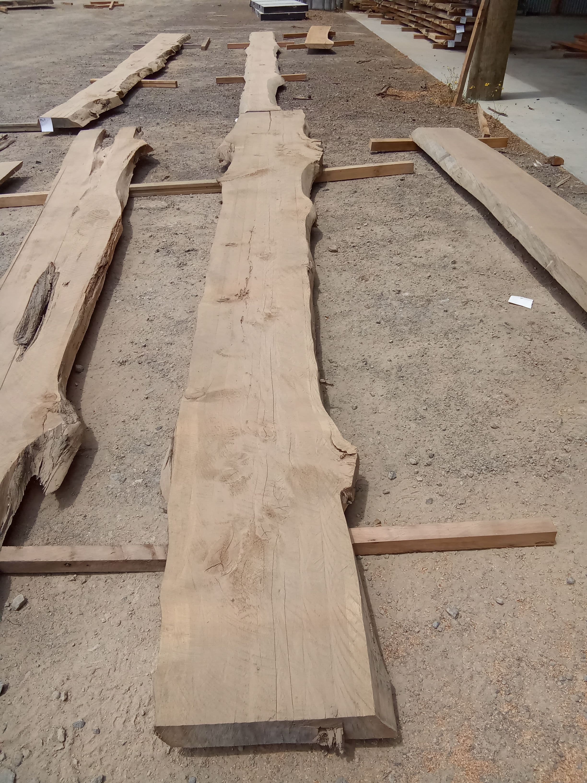 Macrocarpa Slab #17 view 2