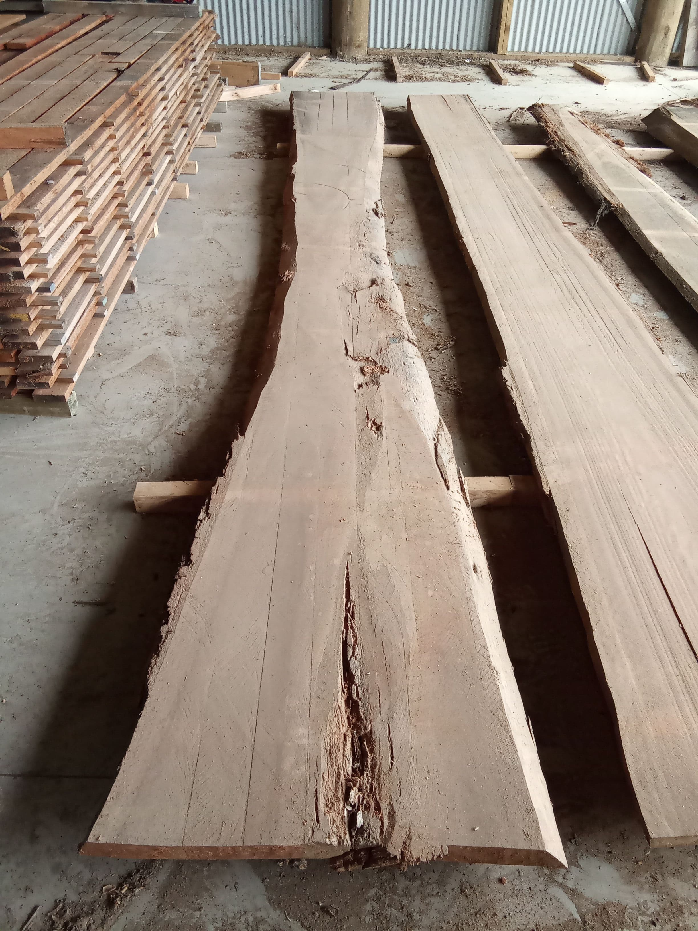 Saligna Eucalyptus Slab #6