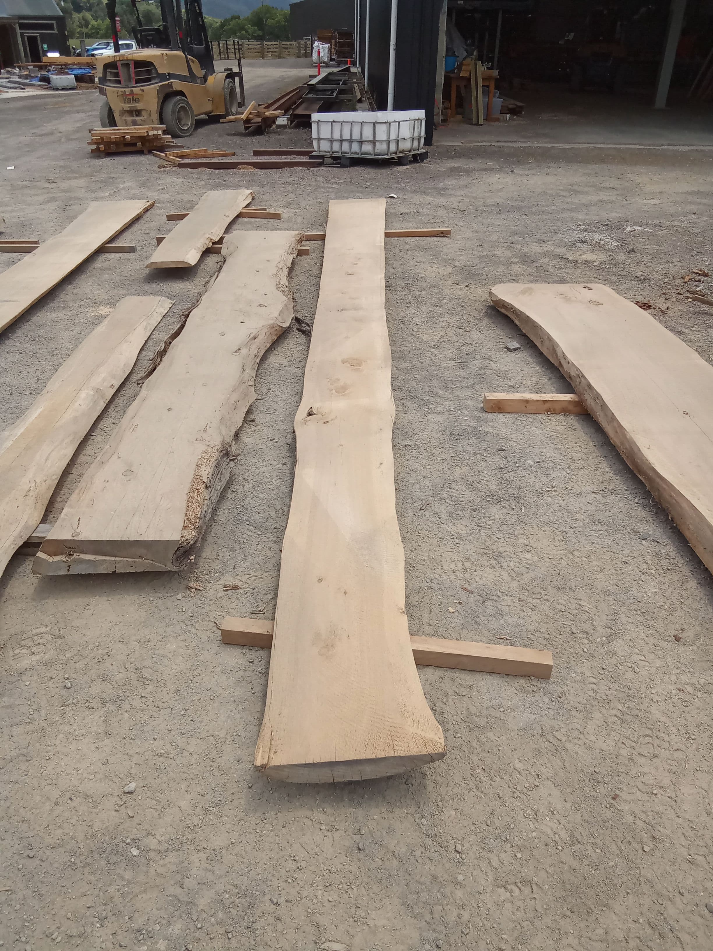 Macrocarpa Slab #13