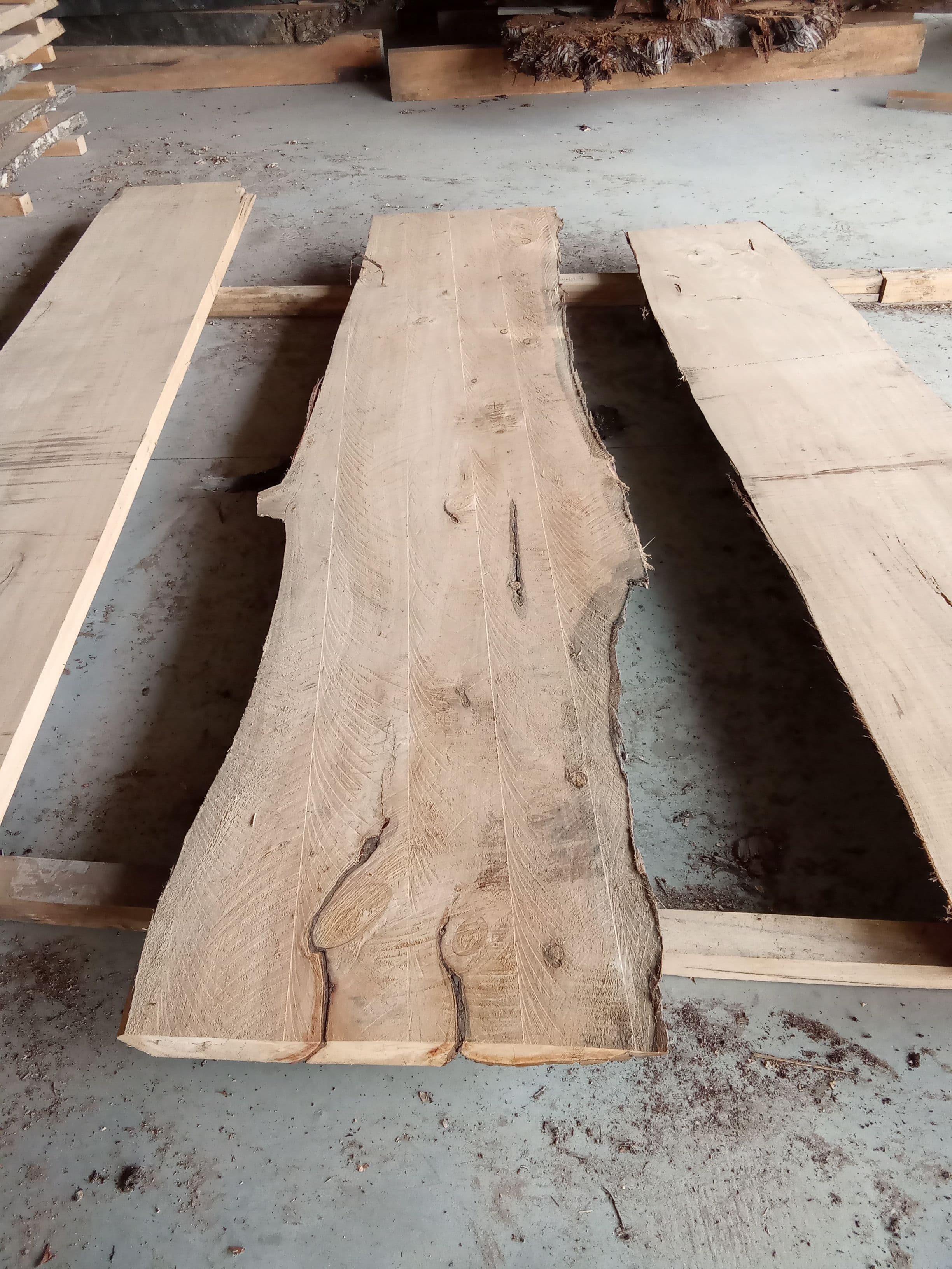Macrocarpa Slab #21