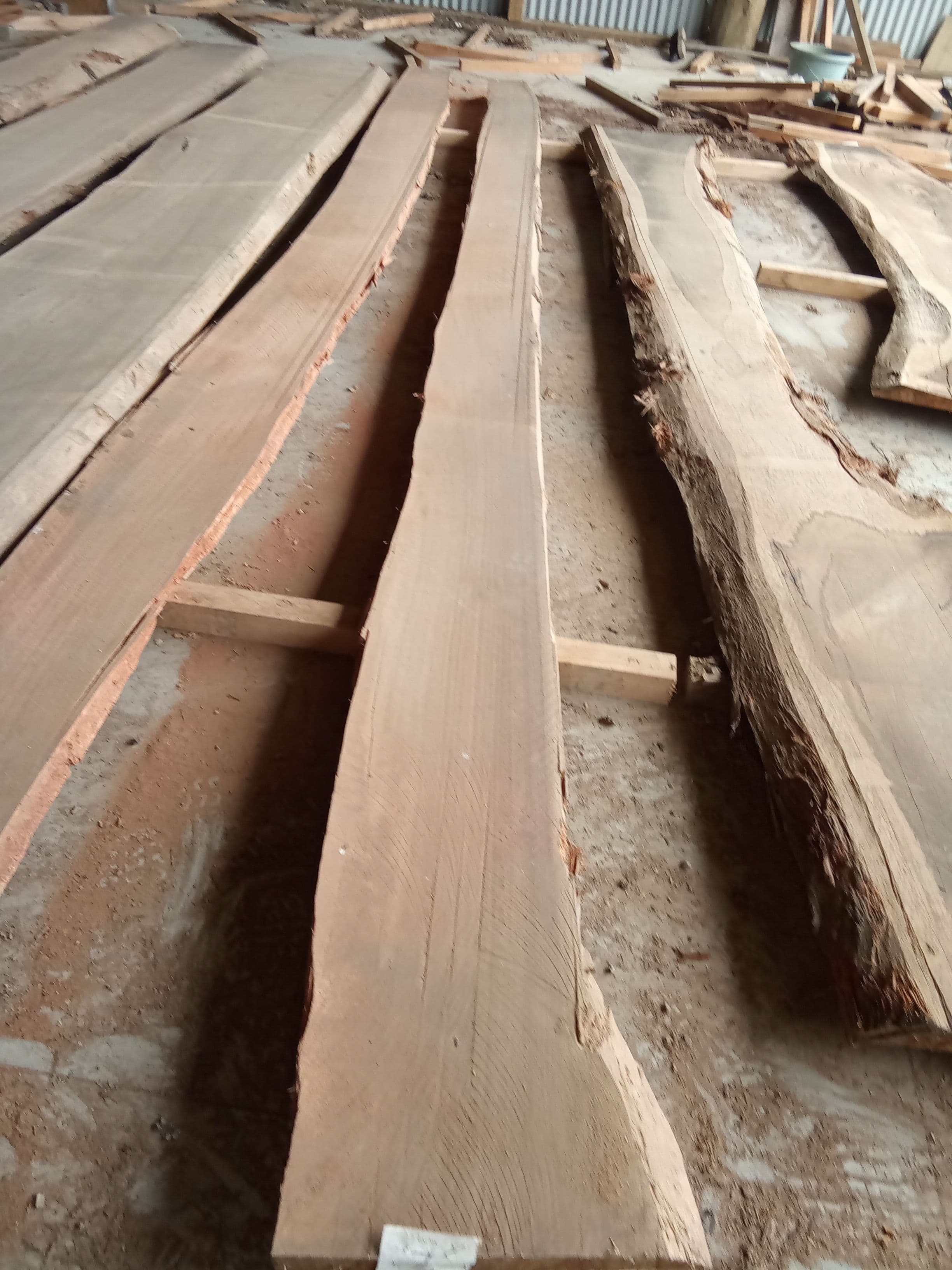 Saligna Eucalyptus Slab #16 view 2