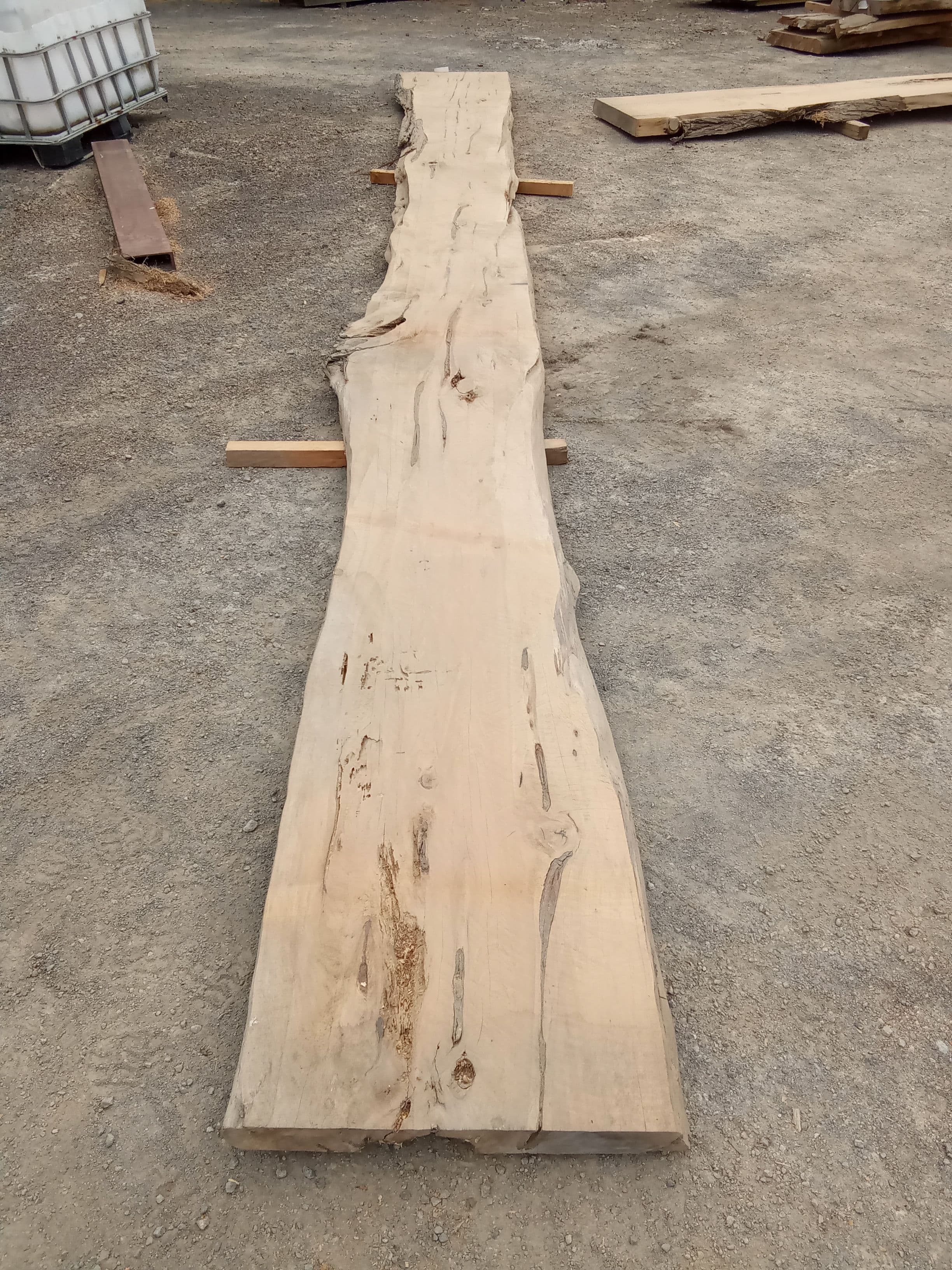 Macrocarpa Slab #10