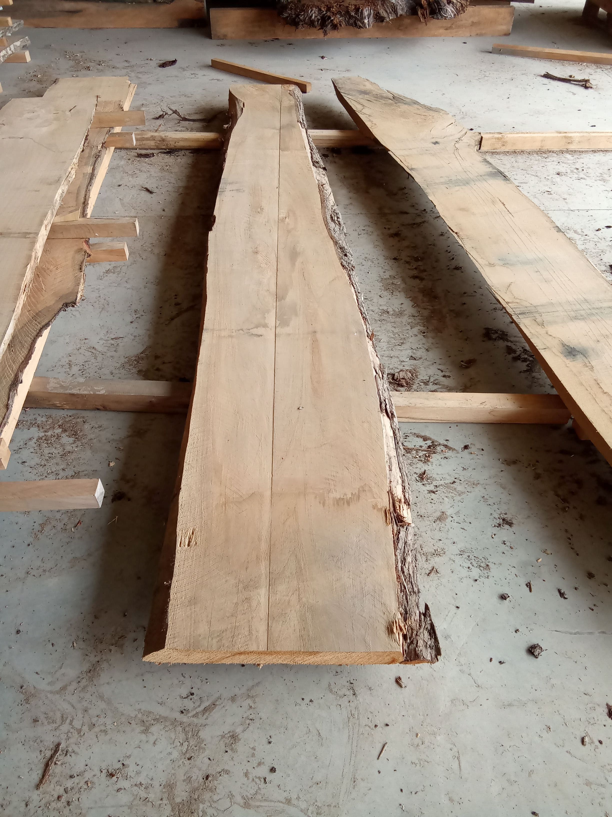 Macrocarpa Slab #23