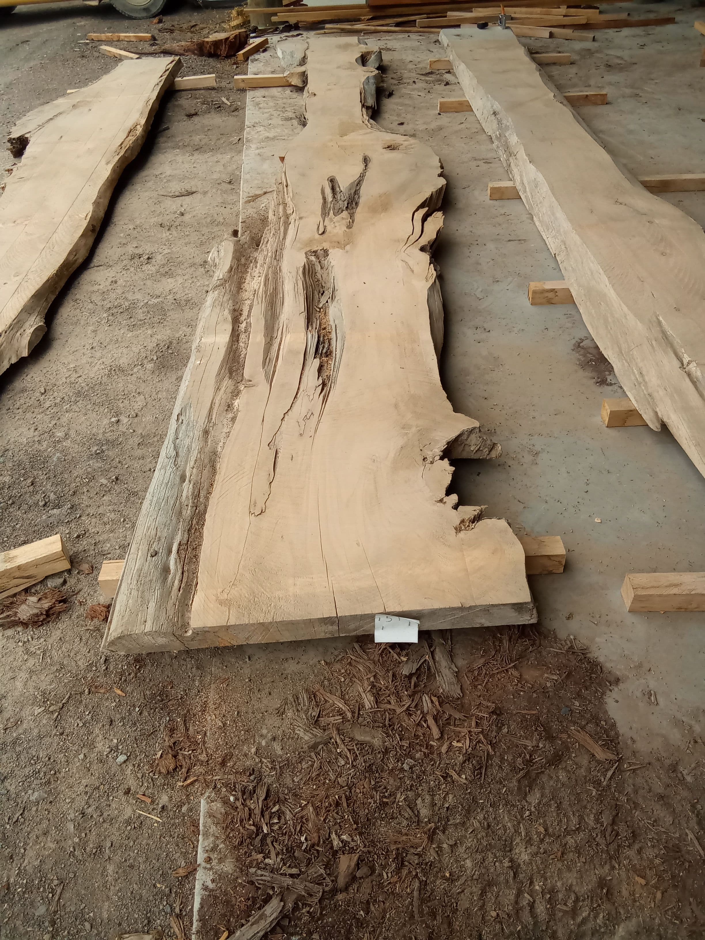 Macrocarpa Slab #32 view 2