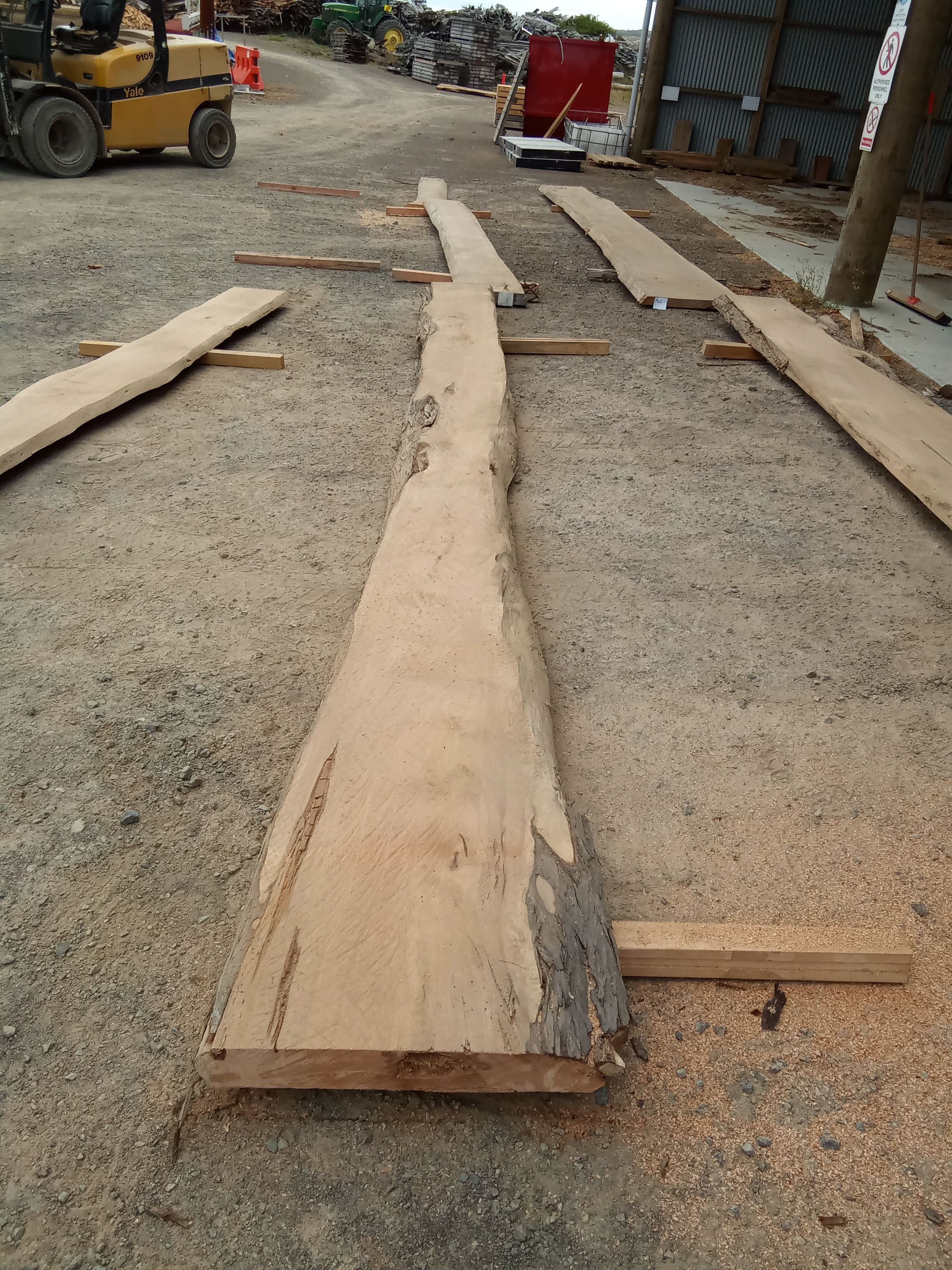 Macrocarpa Slab #3
