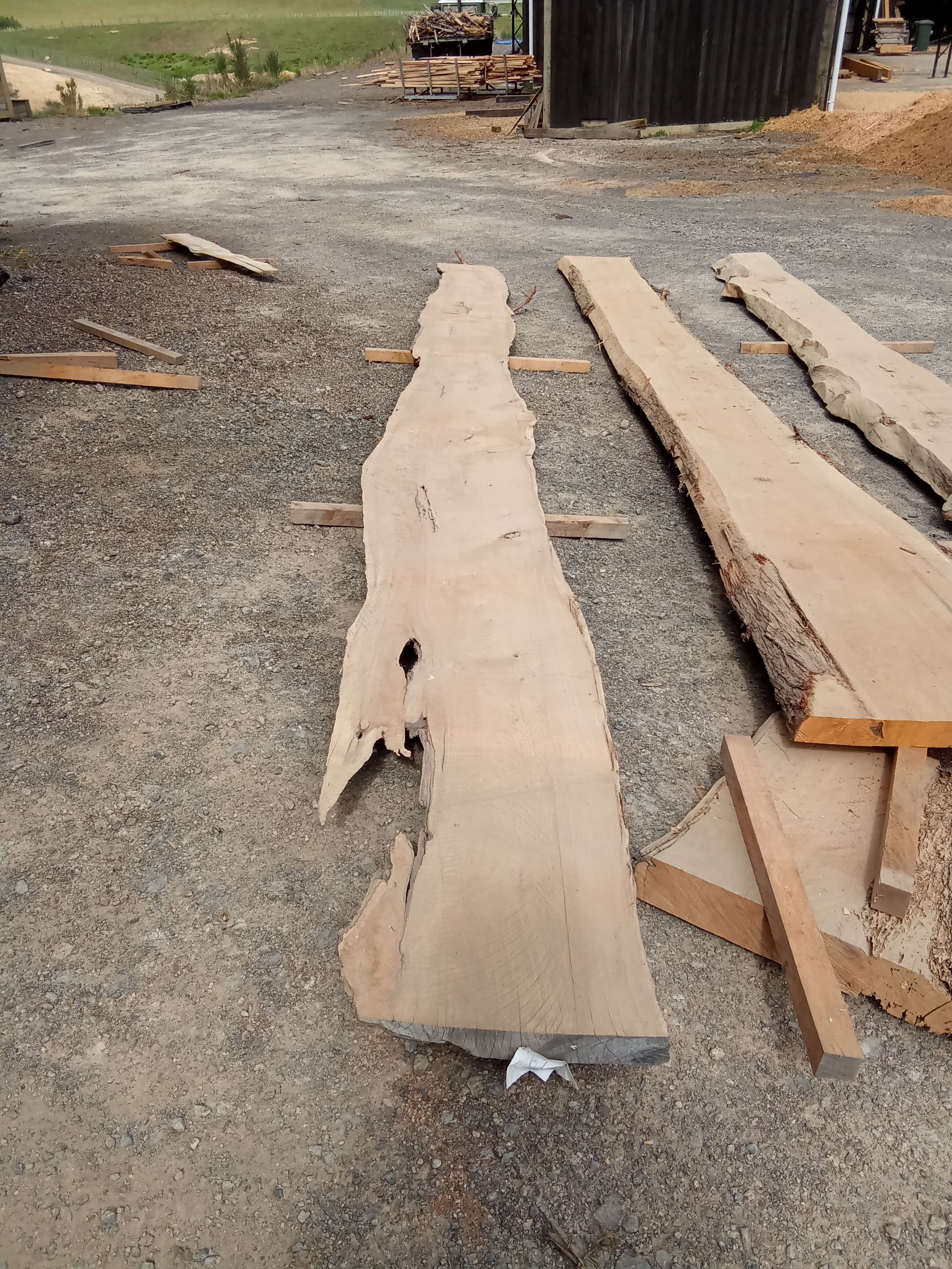 Macrocarpa Slab #6
