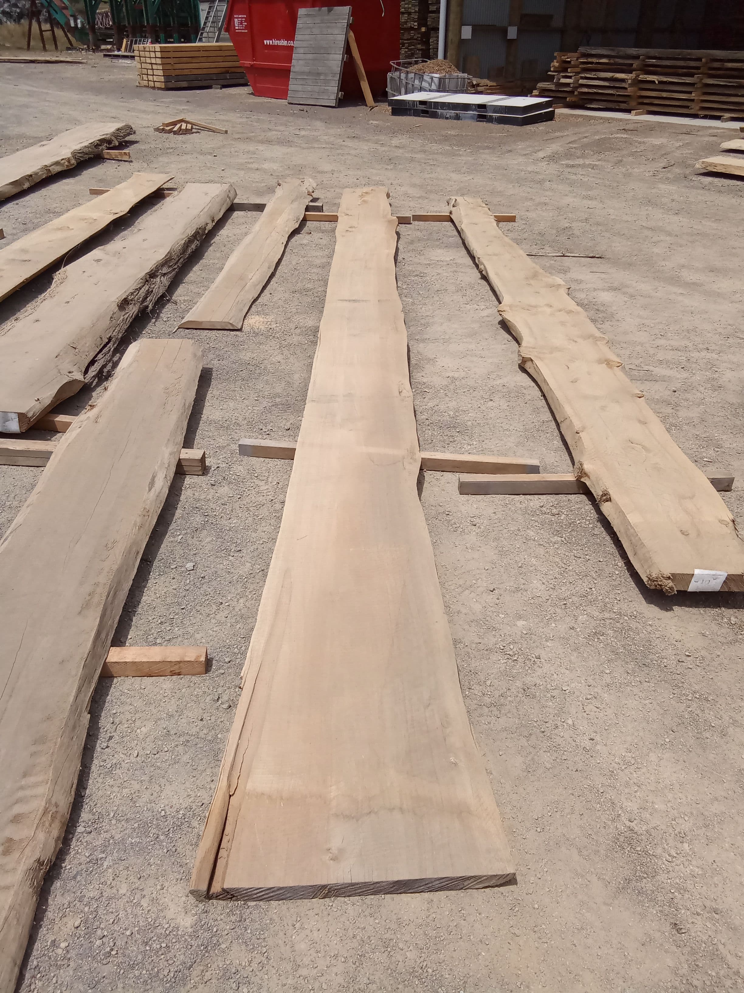 Macrocarpa Slab #15