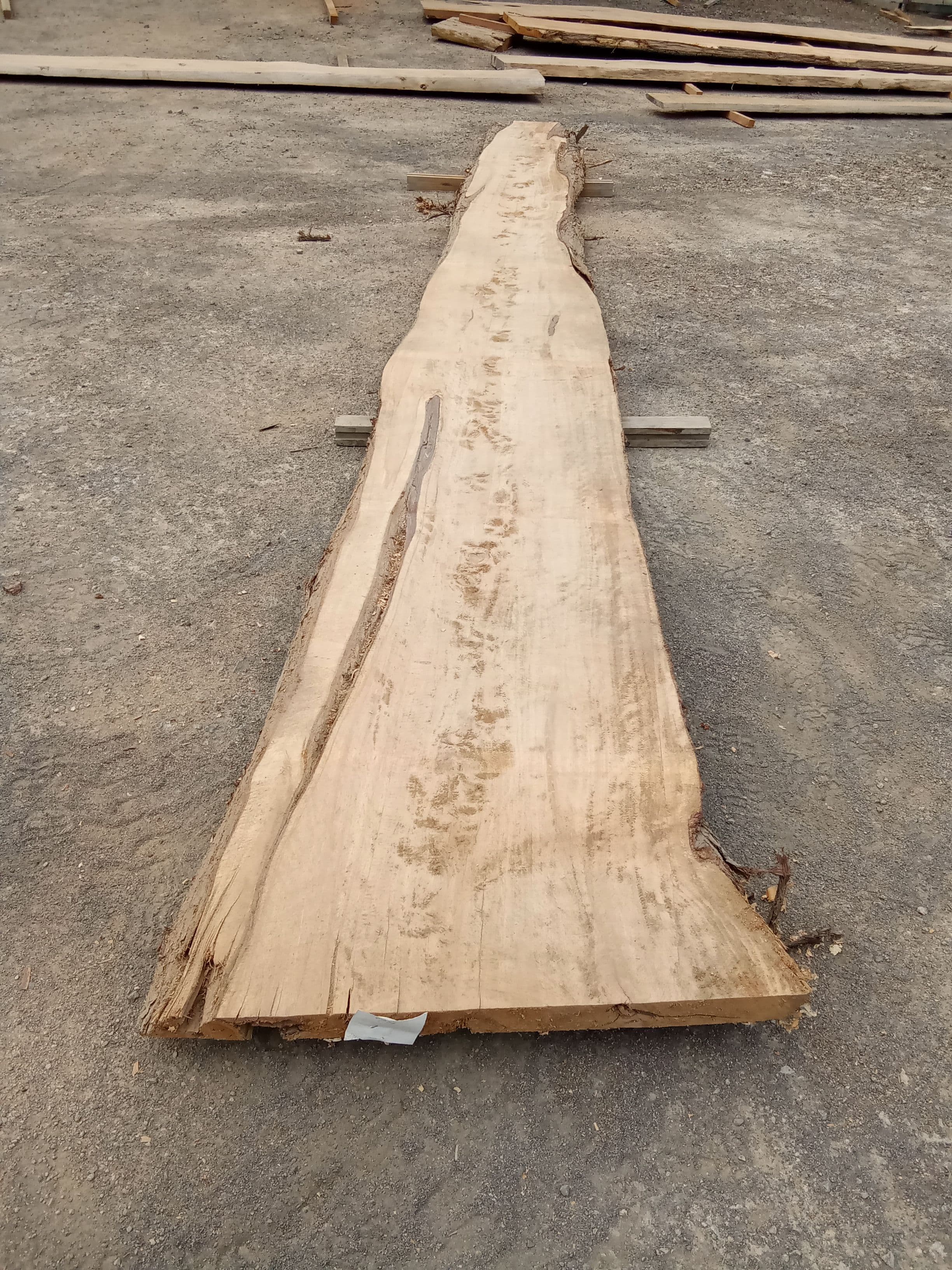Macrocarpa Slab #9 view 2