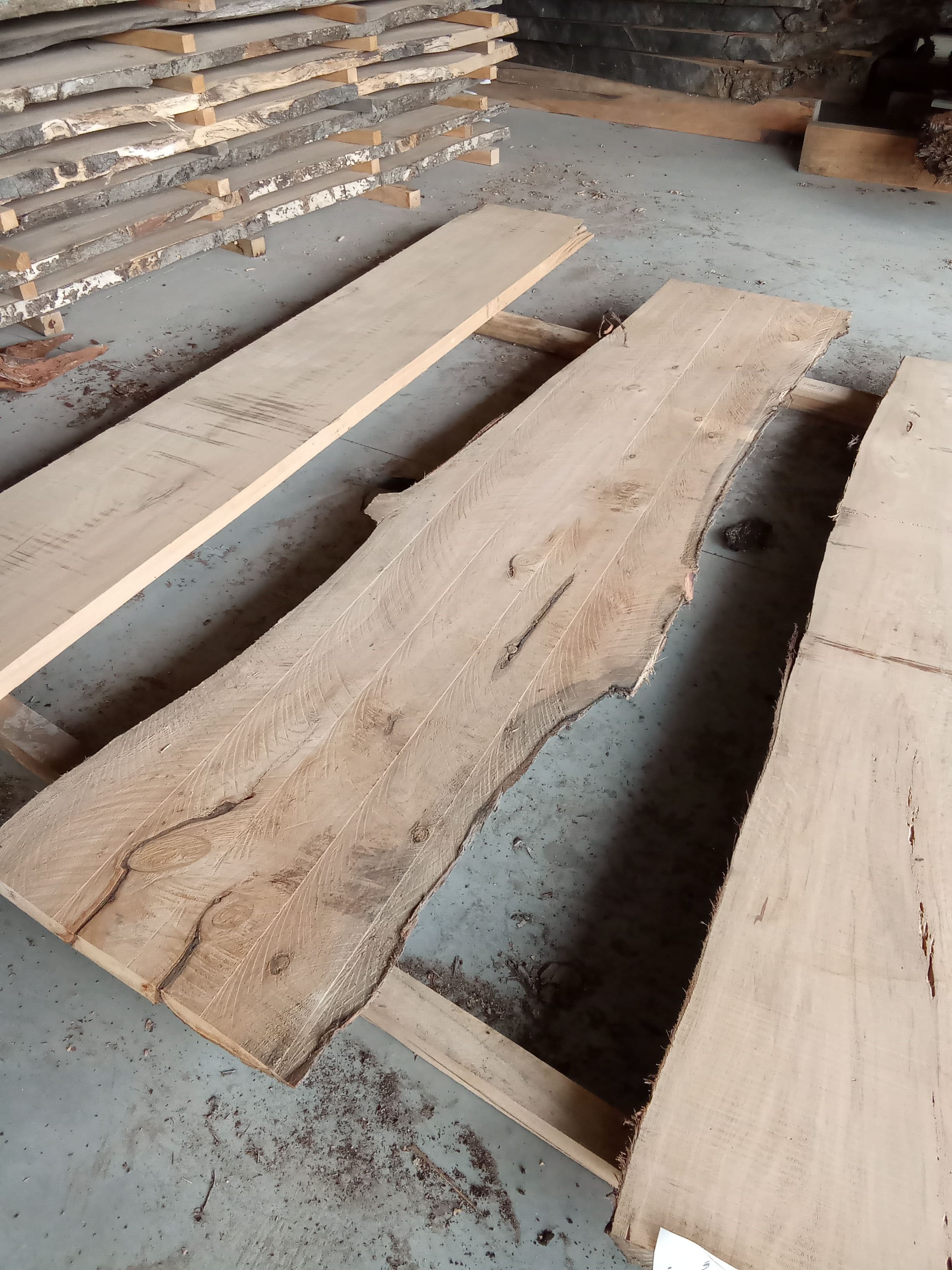 Macrocarpa Slab #21 view 1