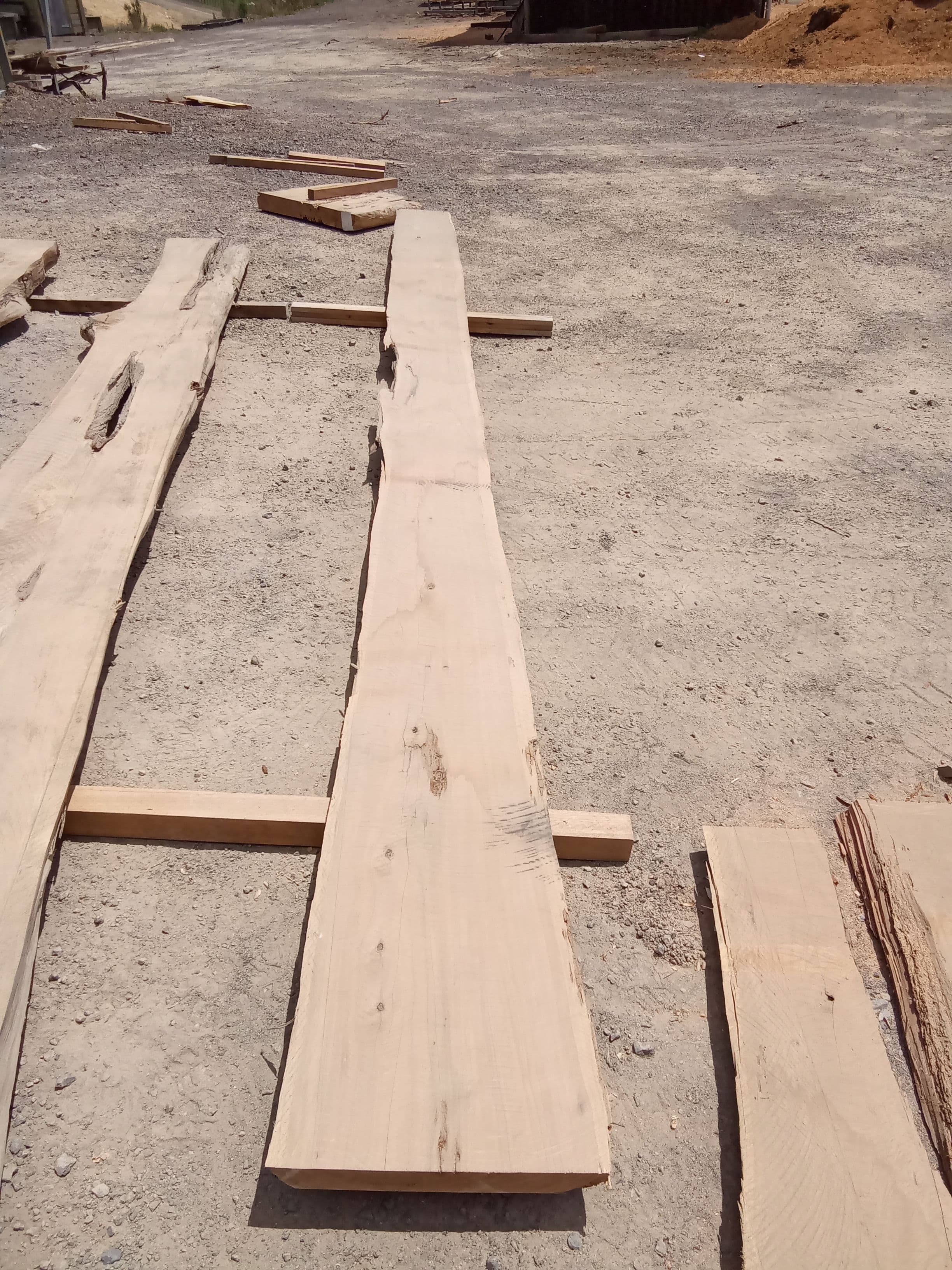 Macrocarpa Slab #19