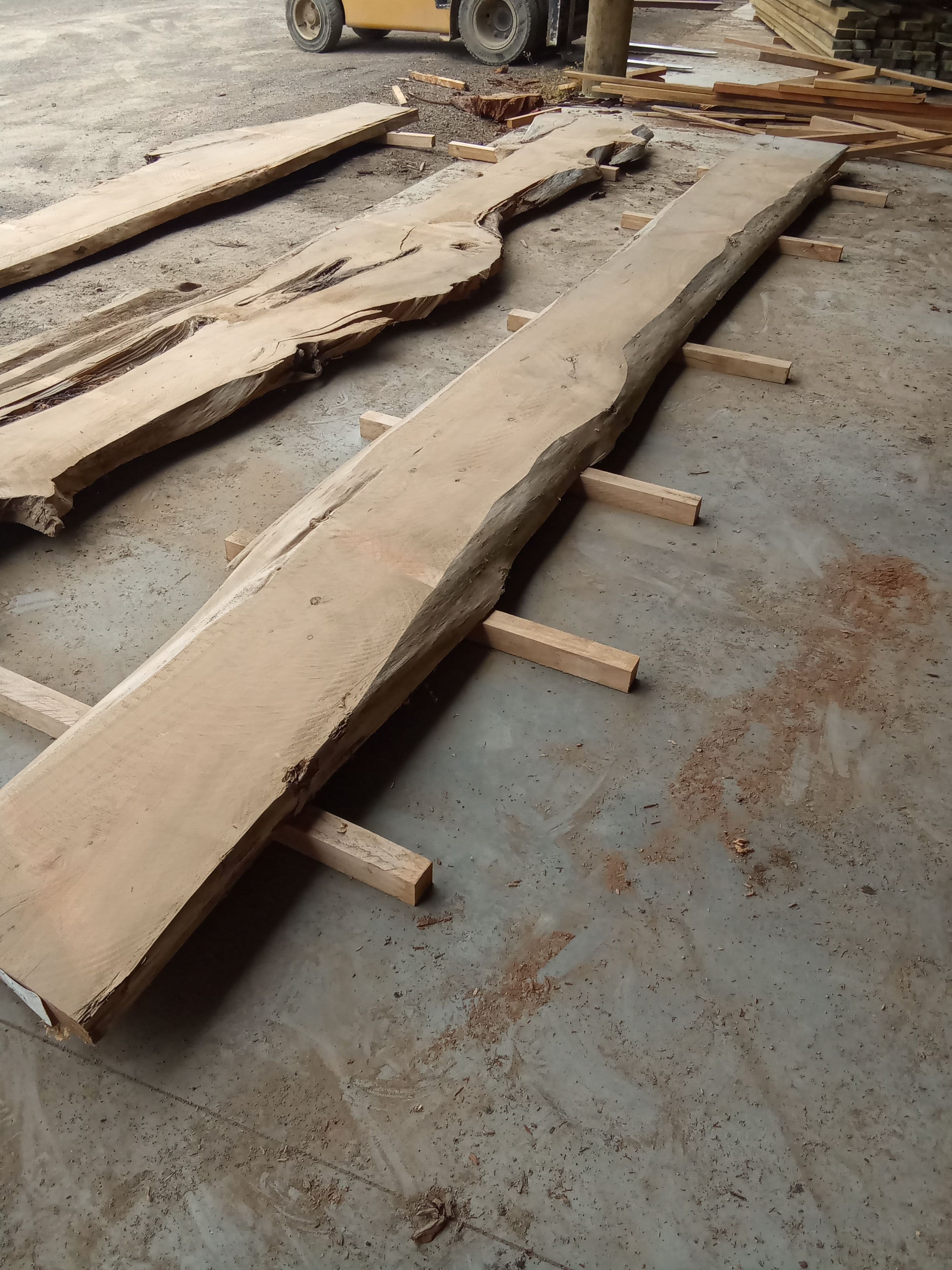 Macrocarpa Slab #31 view 1
