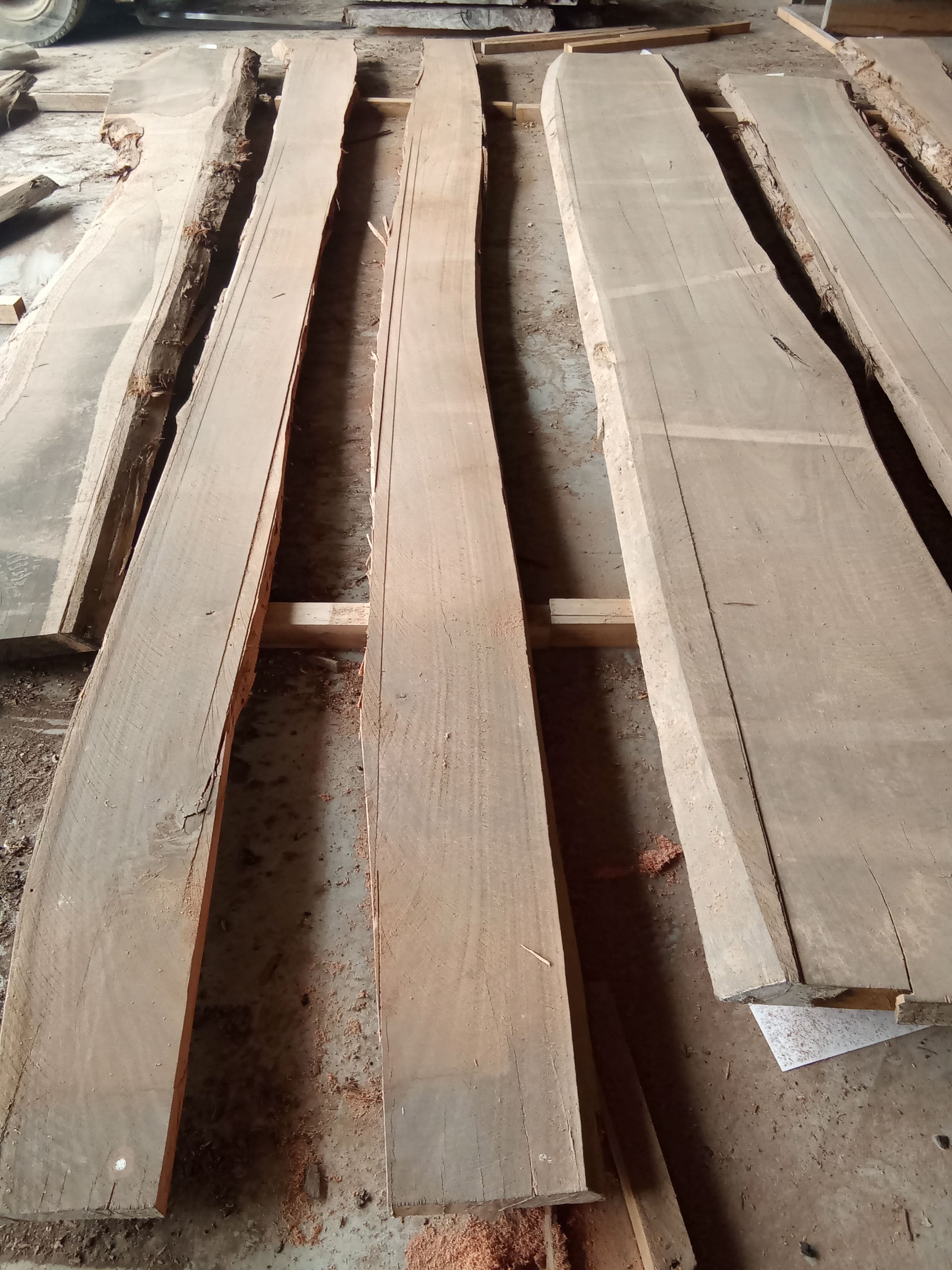 Saligna Eucalyptus Slab #15