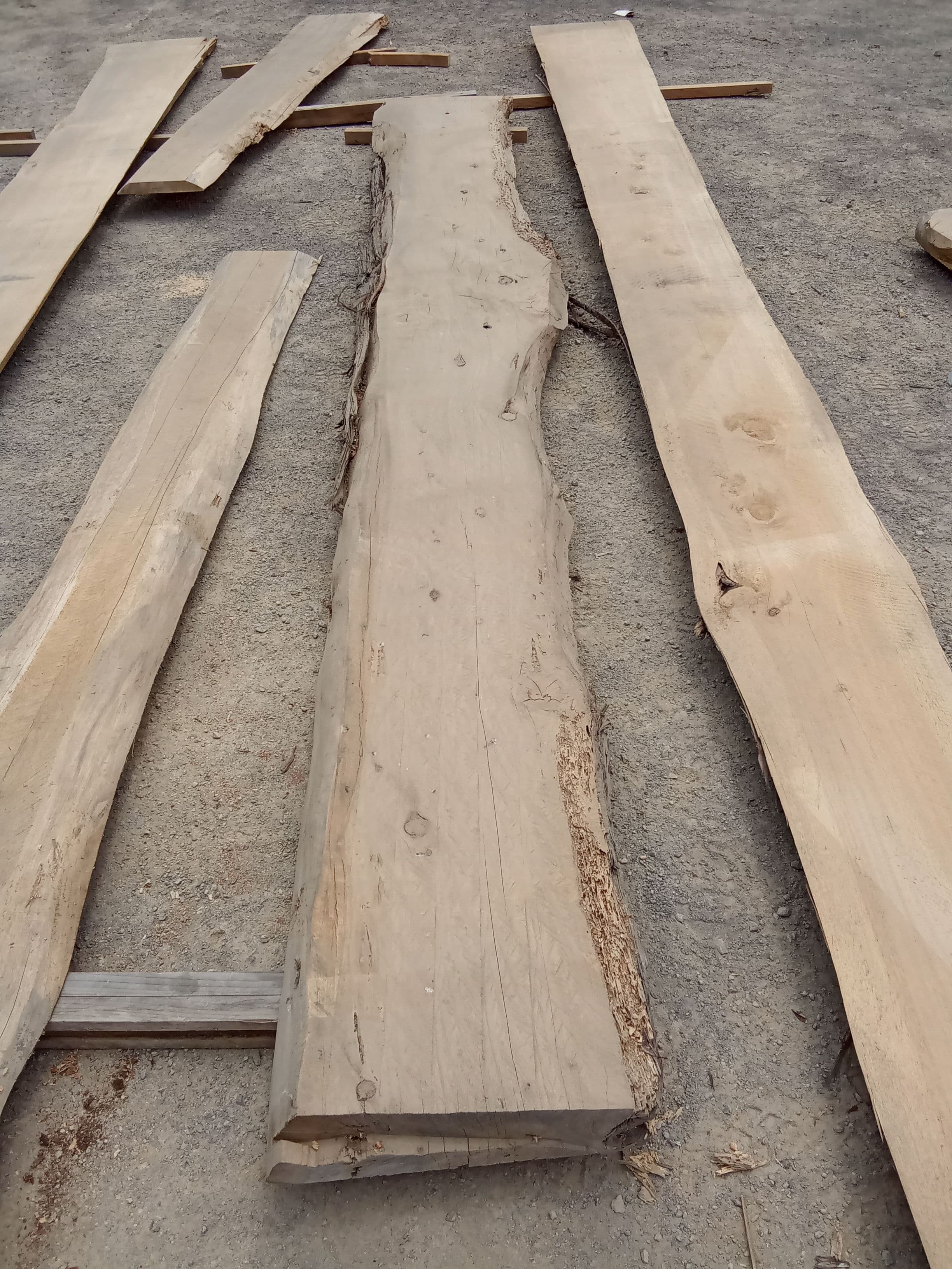 Macrocarpa Slab #14 view 2