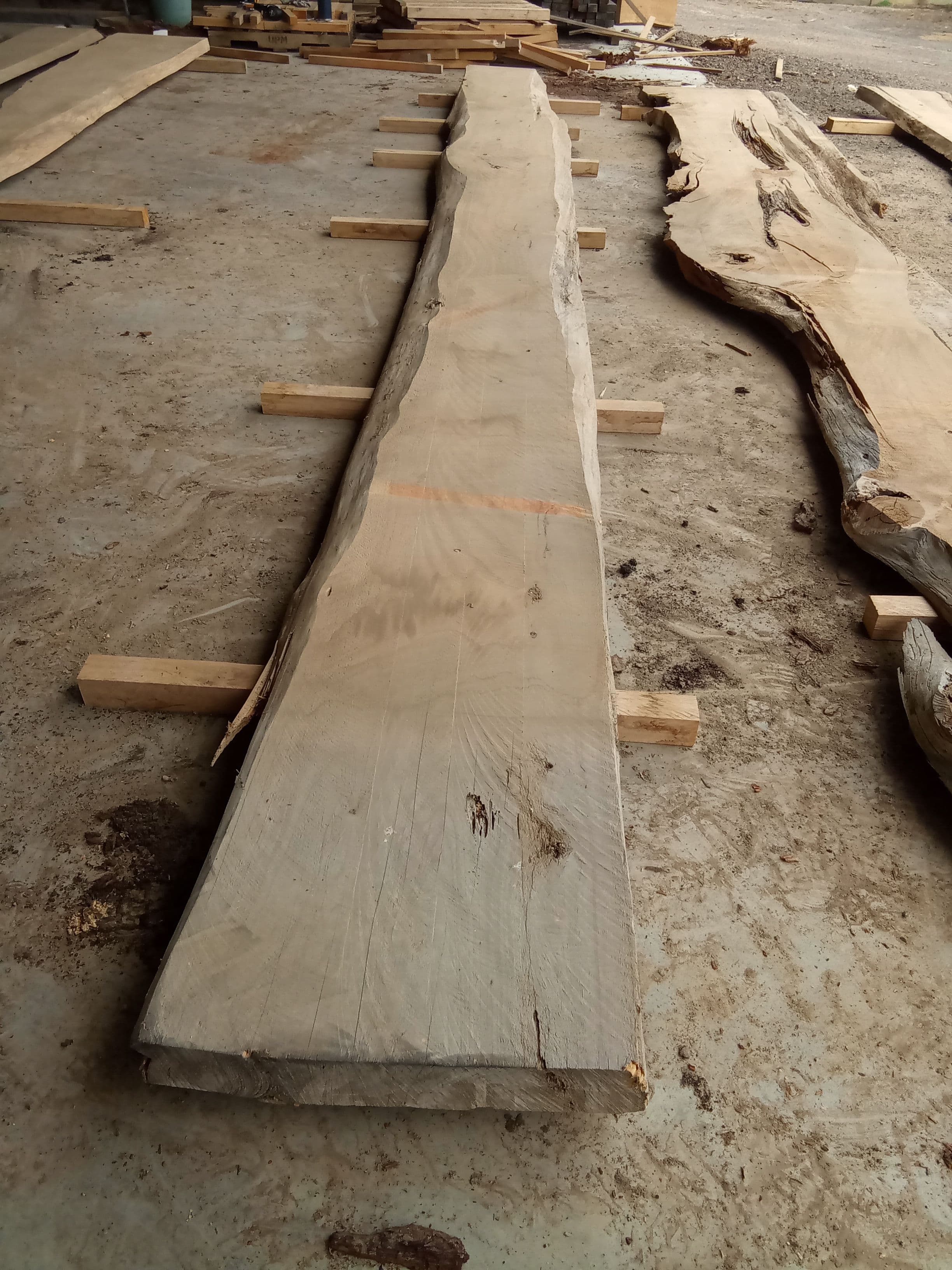 Macrocarpa Slab #31 view 2