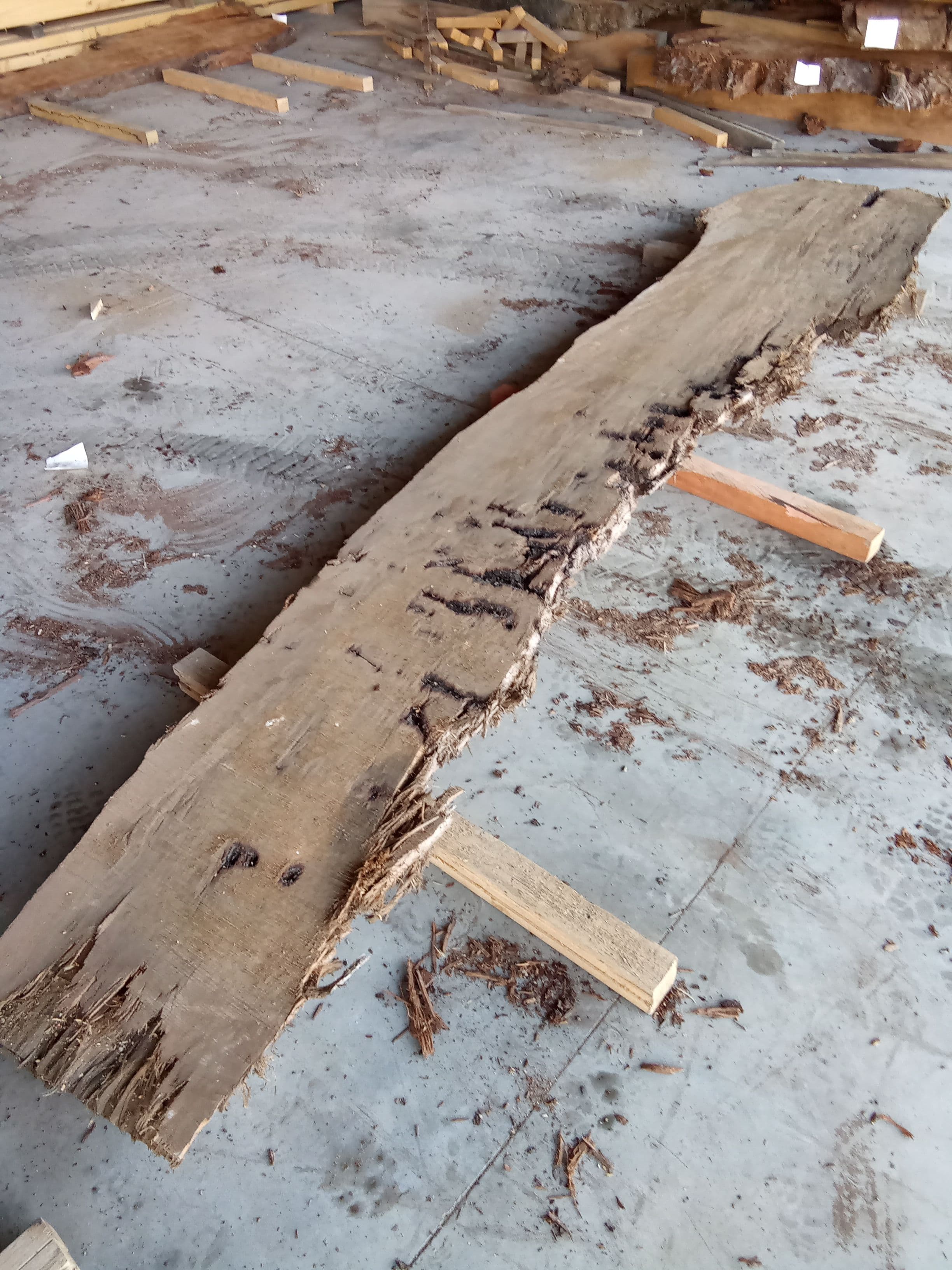 Kauri Slab #12 view 1