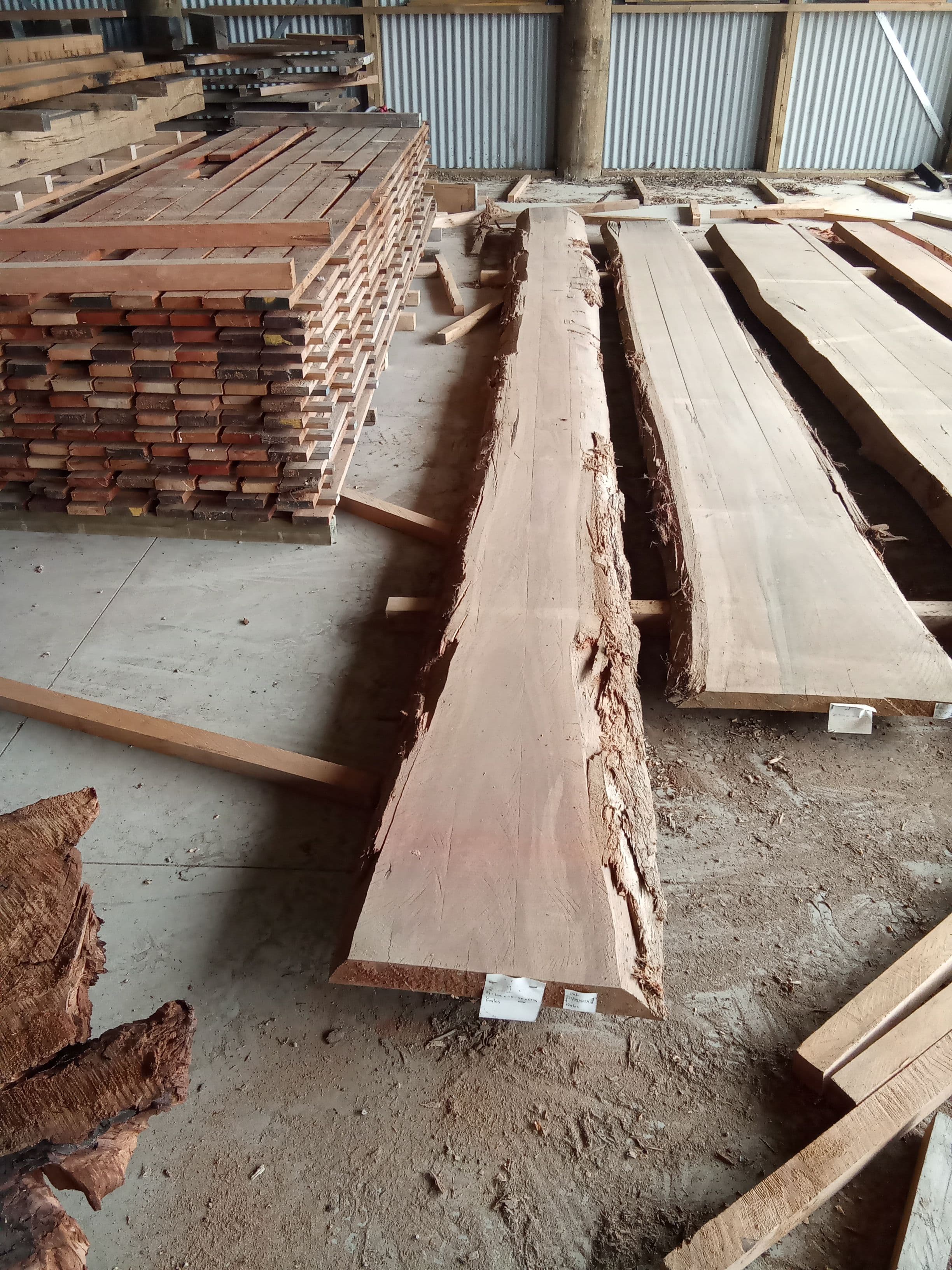 Saligna Eucalyptus Slab #12