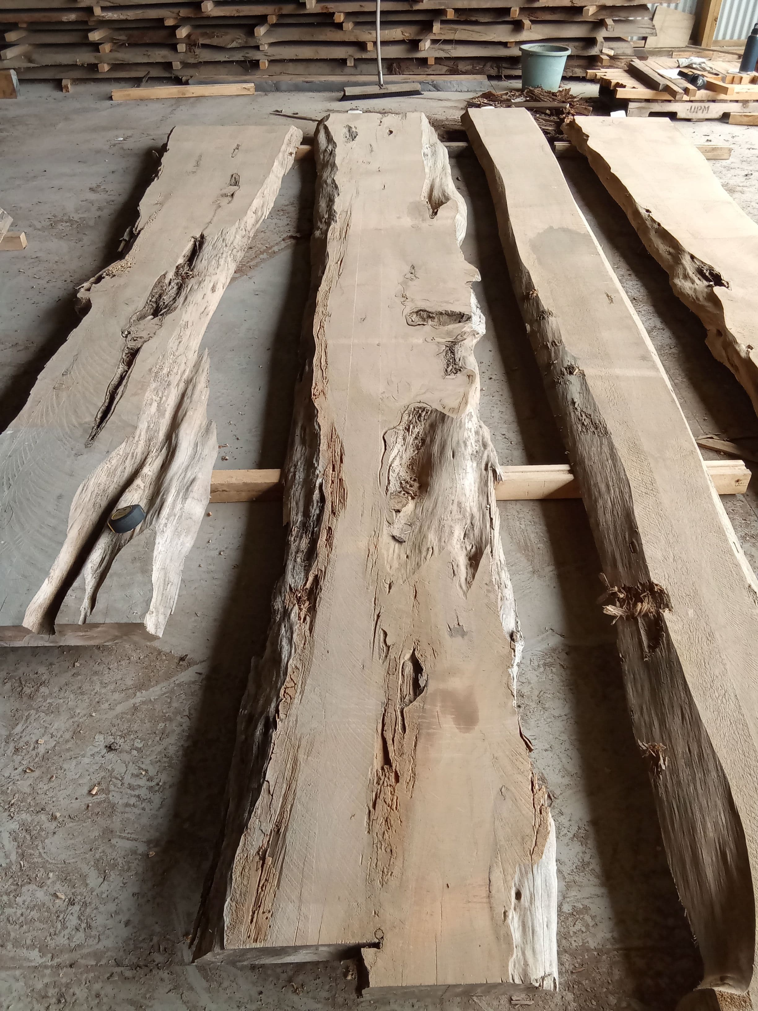 Macrocarpa Slab #28