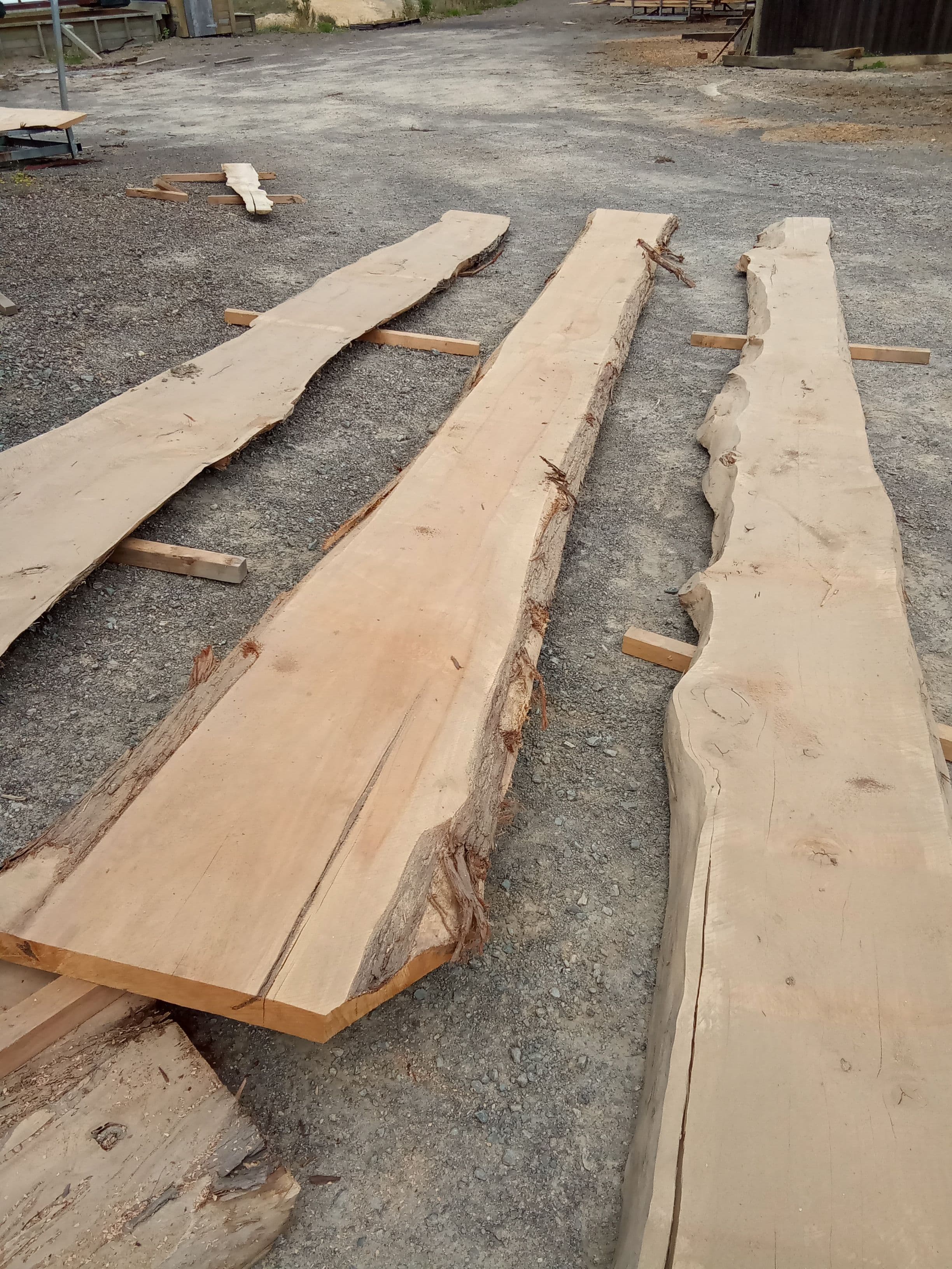 Macrocarpa Slab #5 view 1