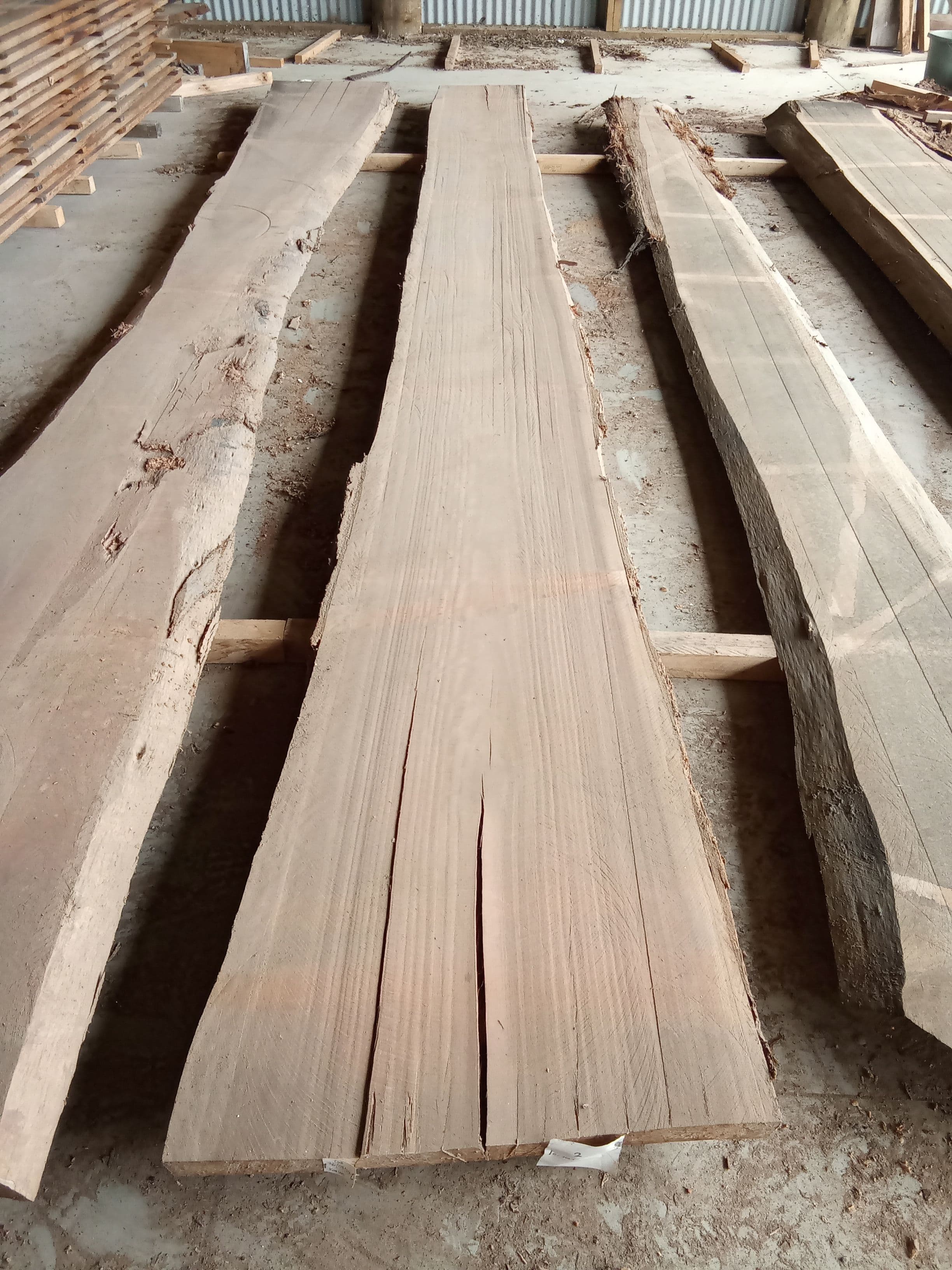 Saligna Eucalyptus Slab #7