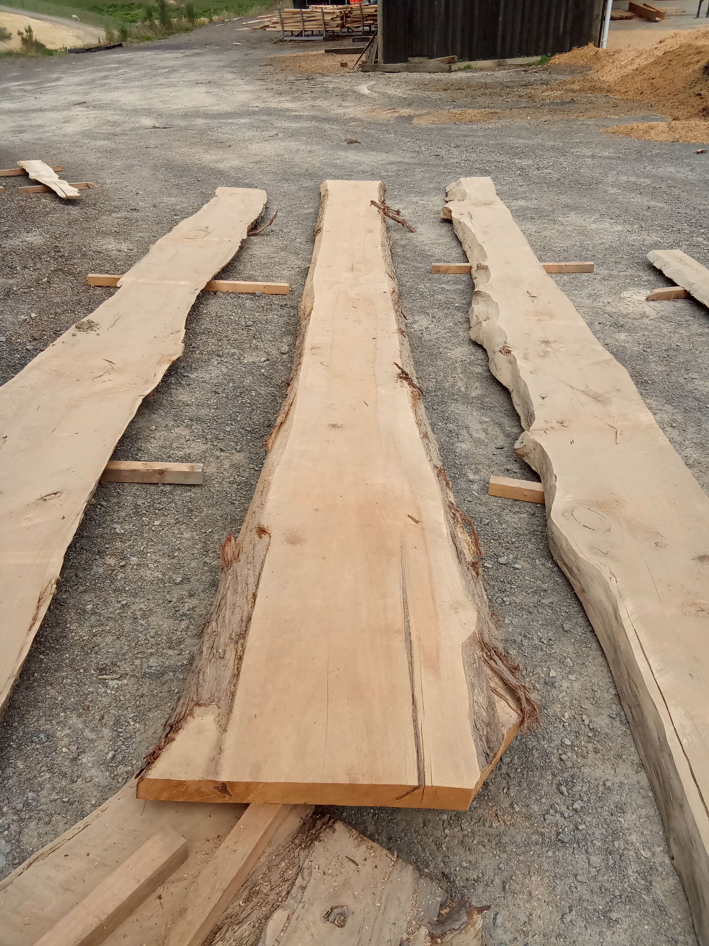 Macrocarpa Slab #5