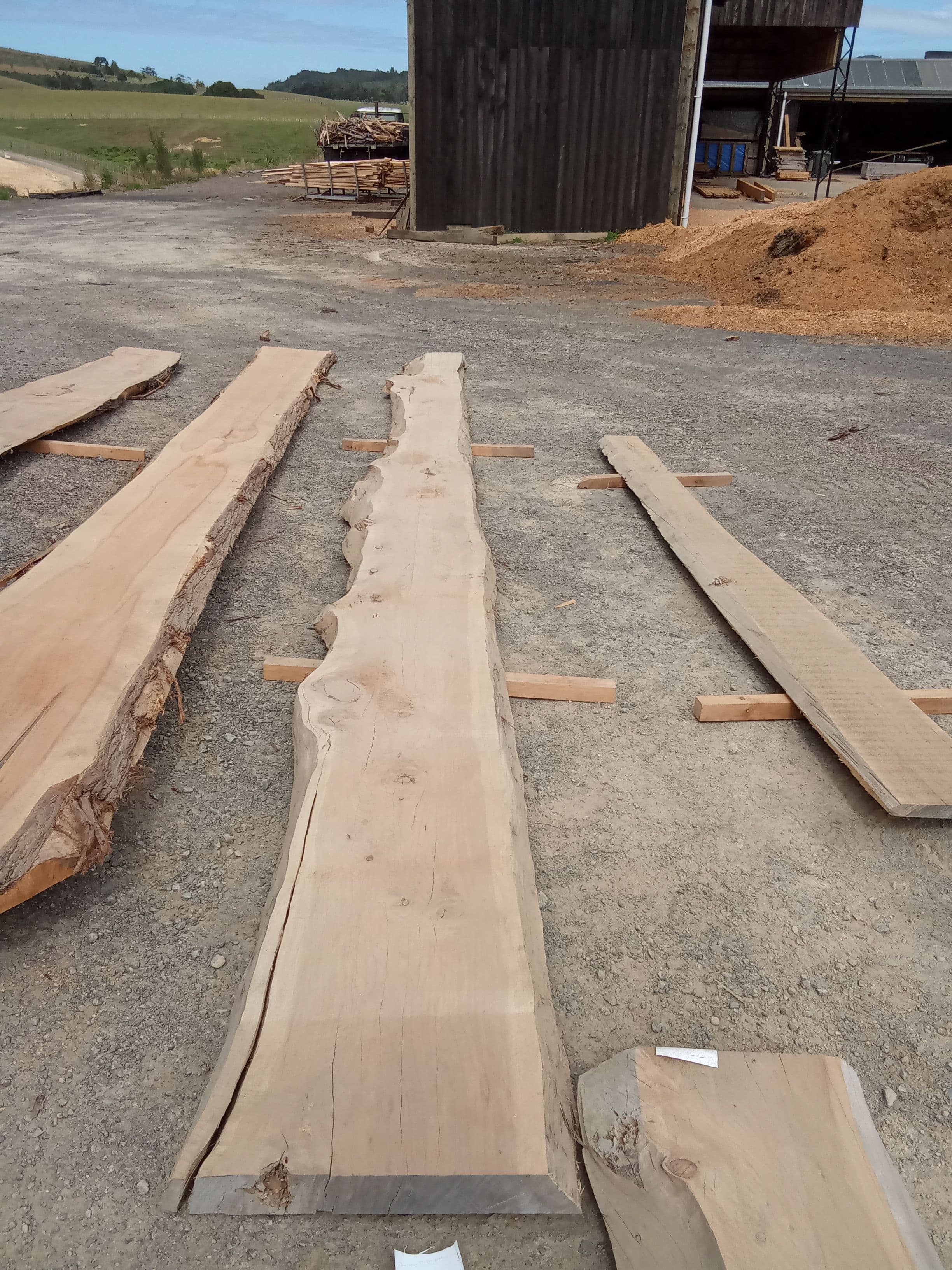 Macrocarpa Slab #7