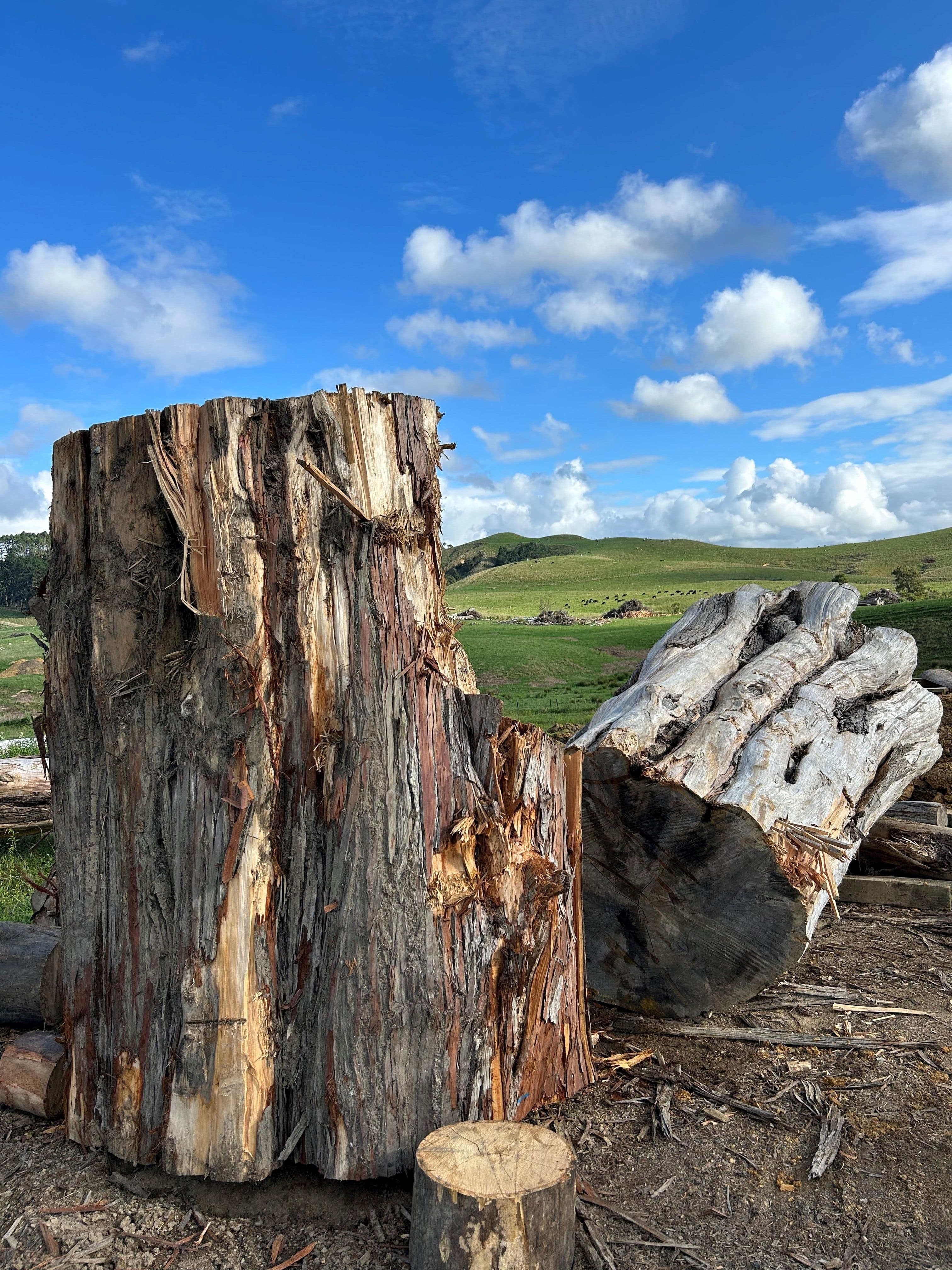 Macrocarpa