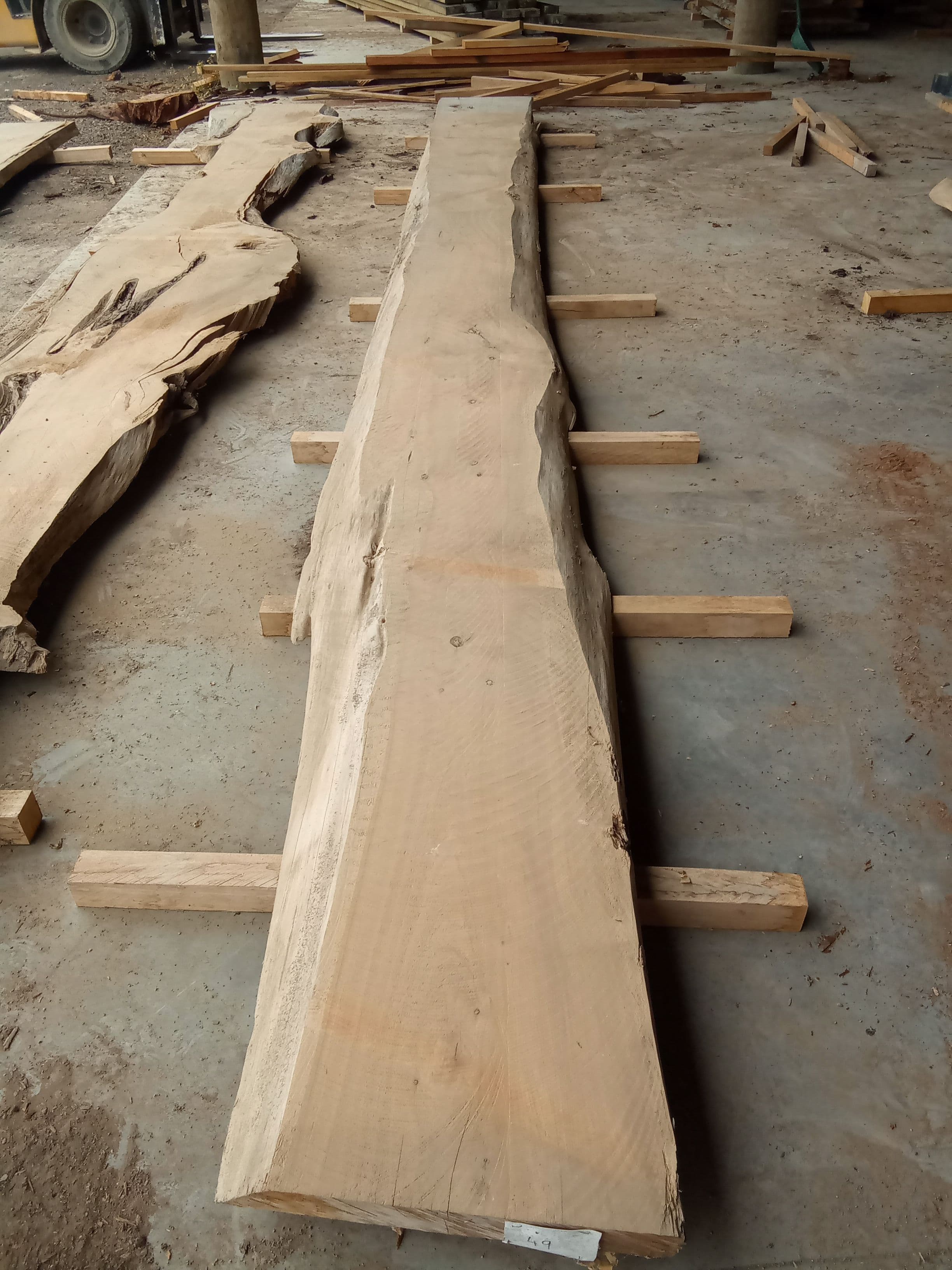 Macrocarpa Slab #31