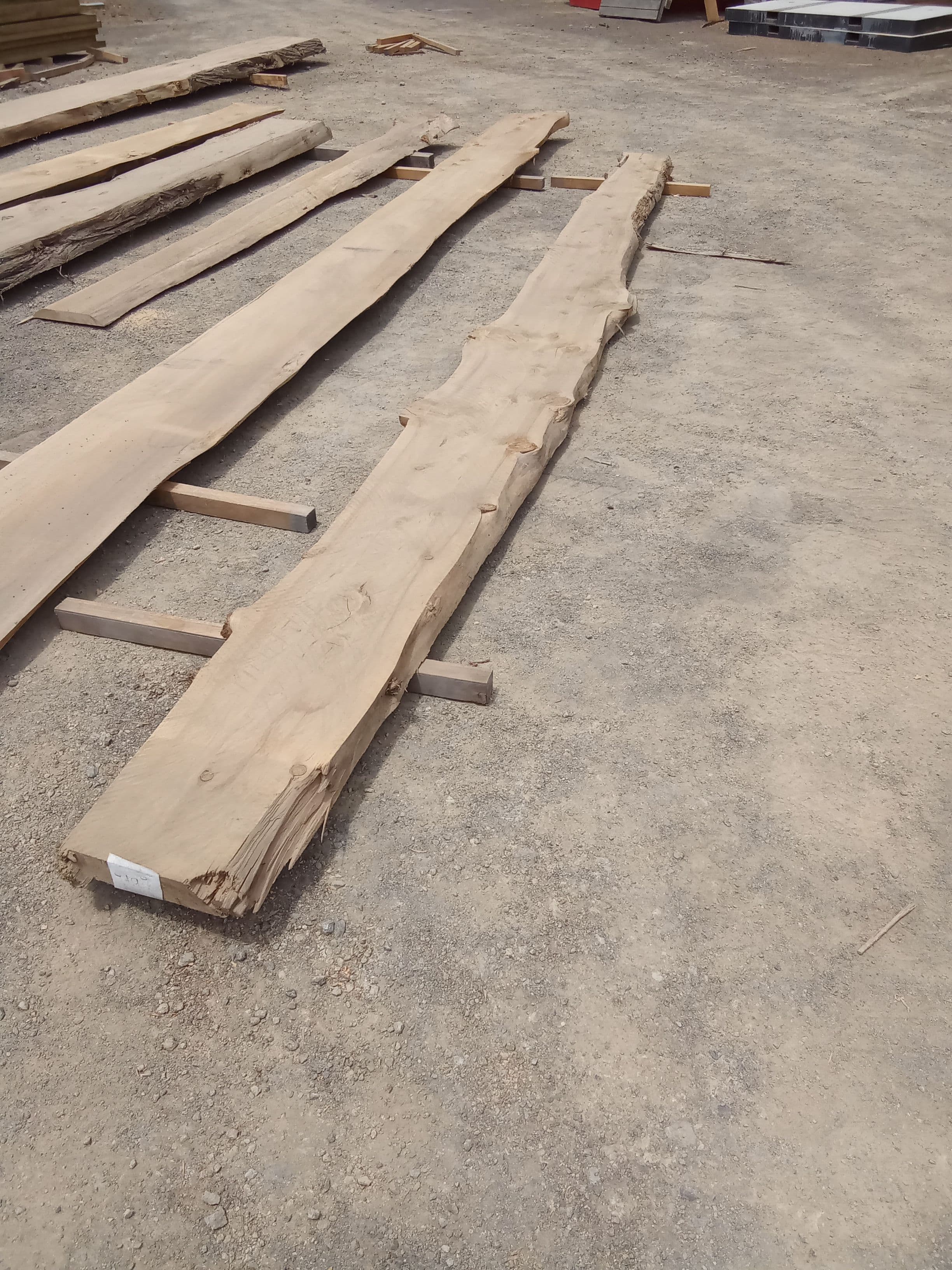 Macrocarpa Slab #16 view 1