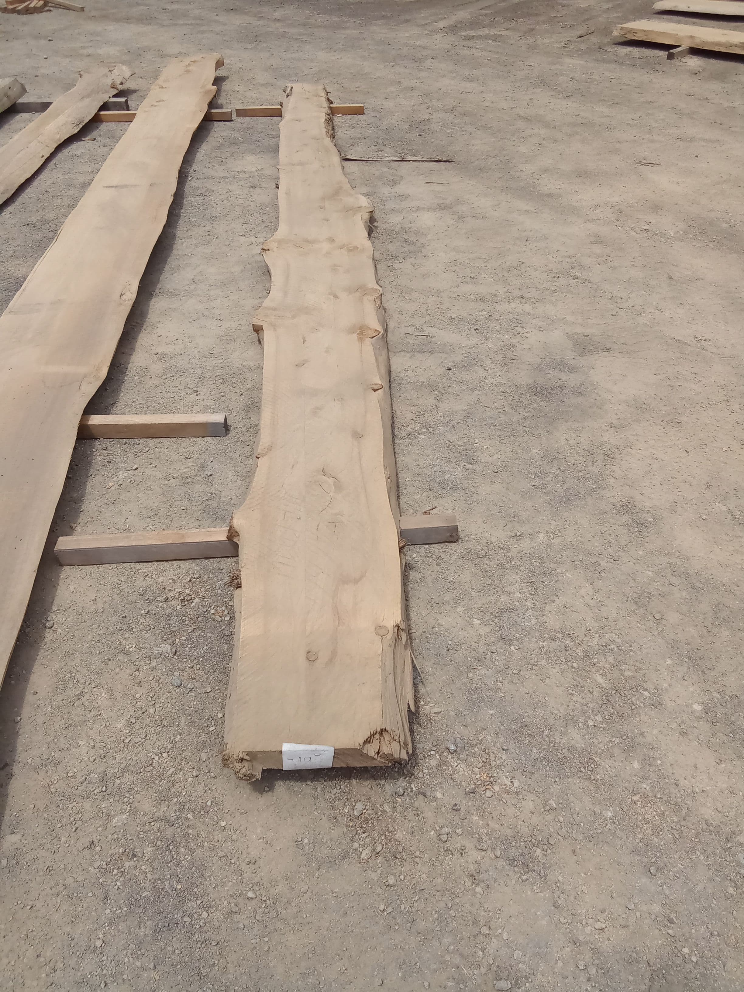 Macrocarpa Slab #16
