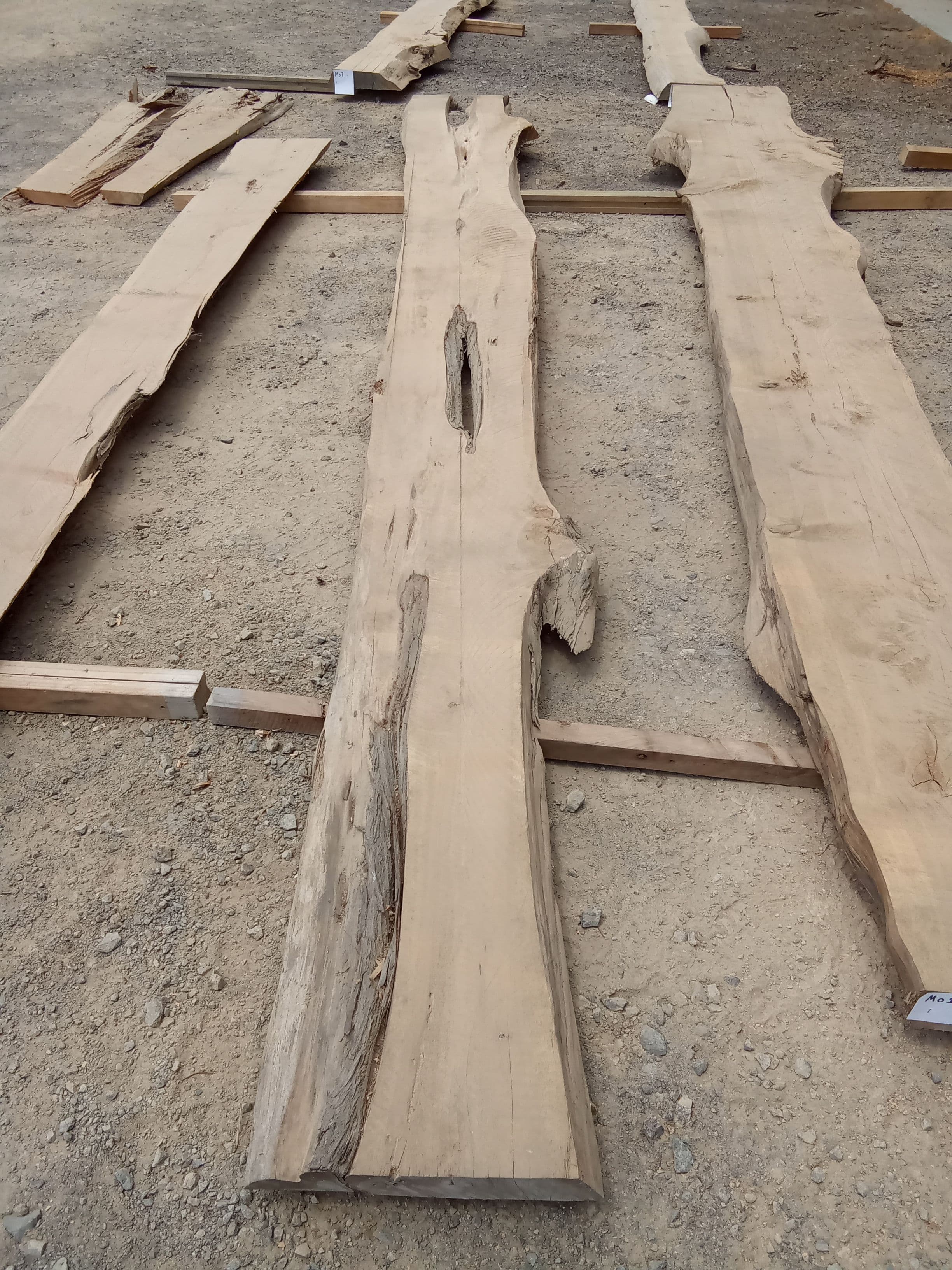 Macrocarpa Slab #18 view 2