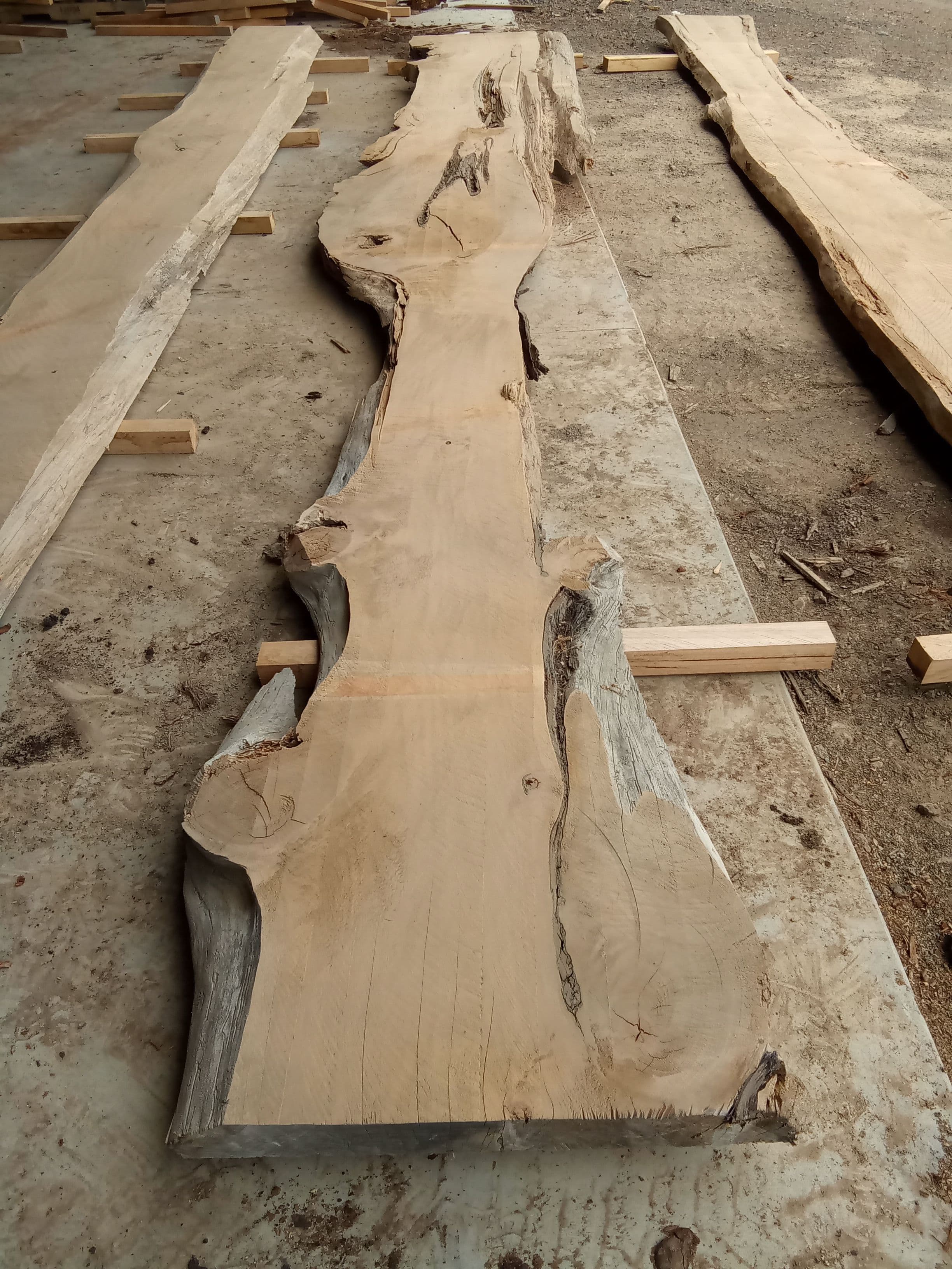 Macrocarpa Slab #32