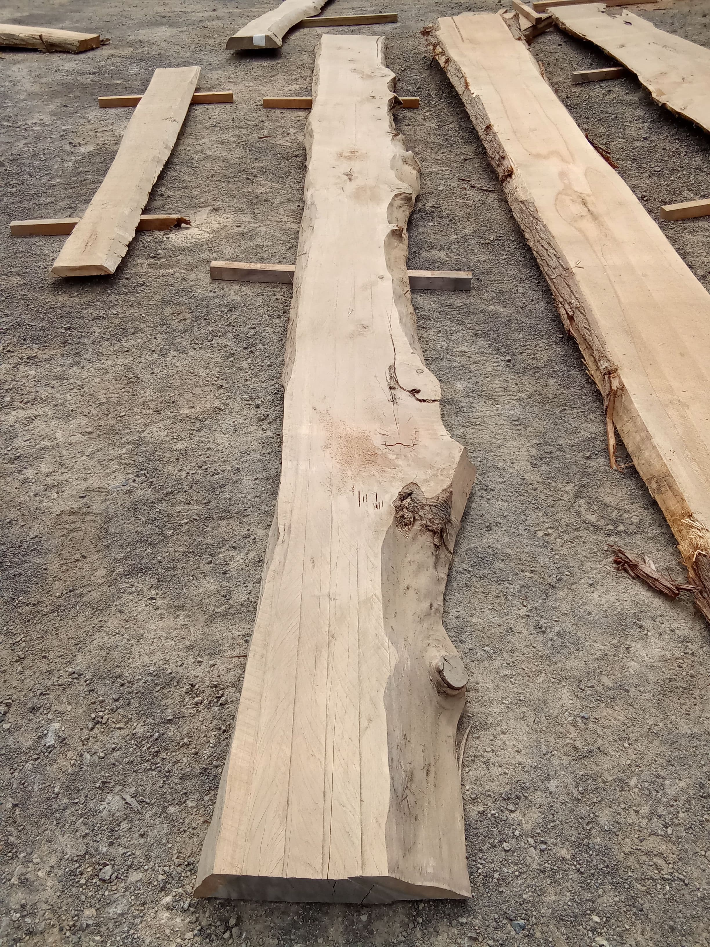 Macrocarpa Slab #7 view 2