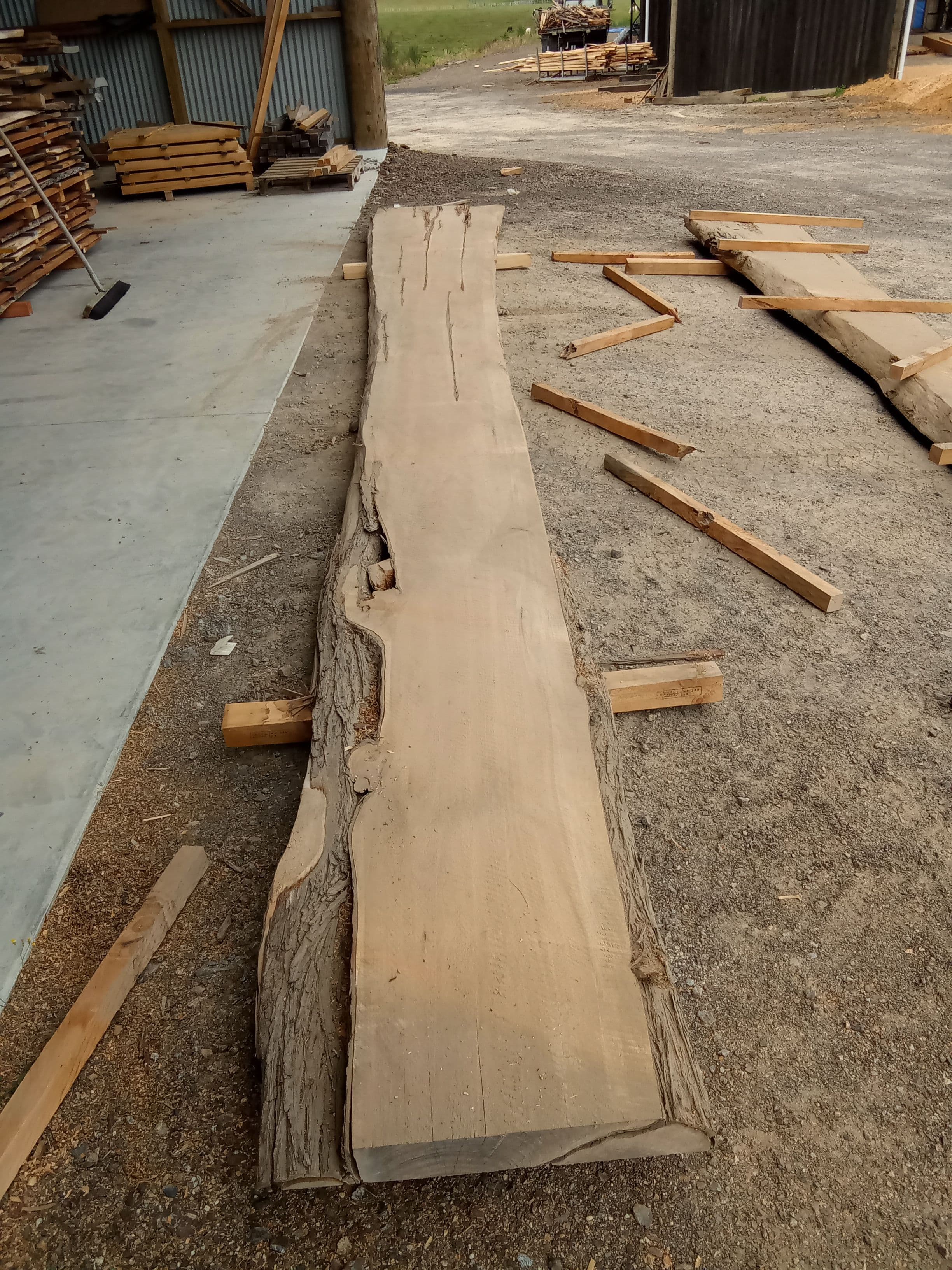 Macrocarpa Slab #1 view 2