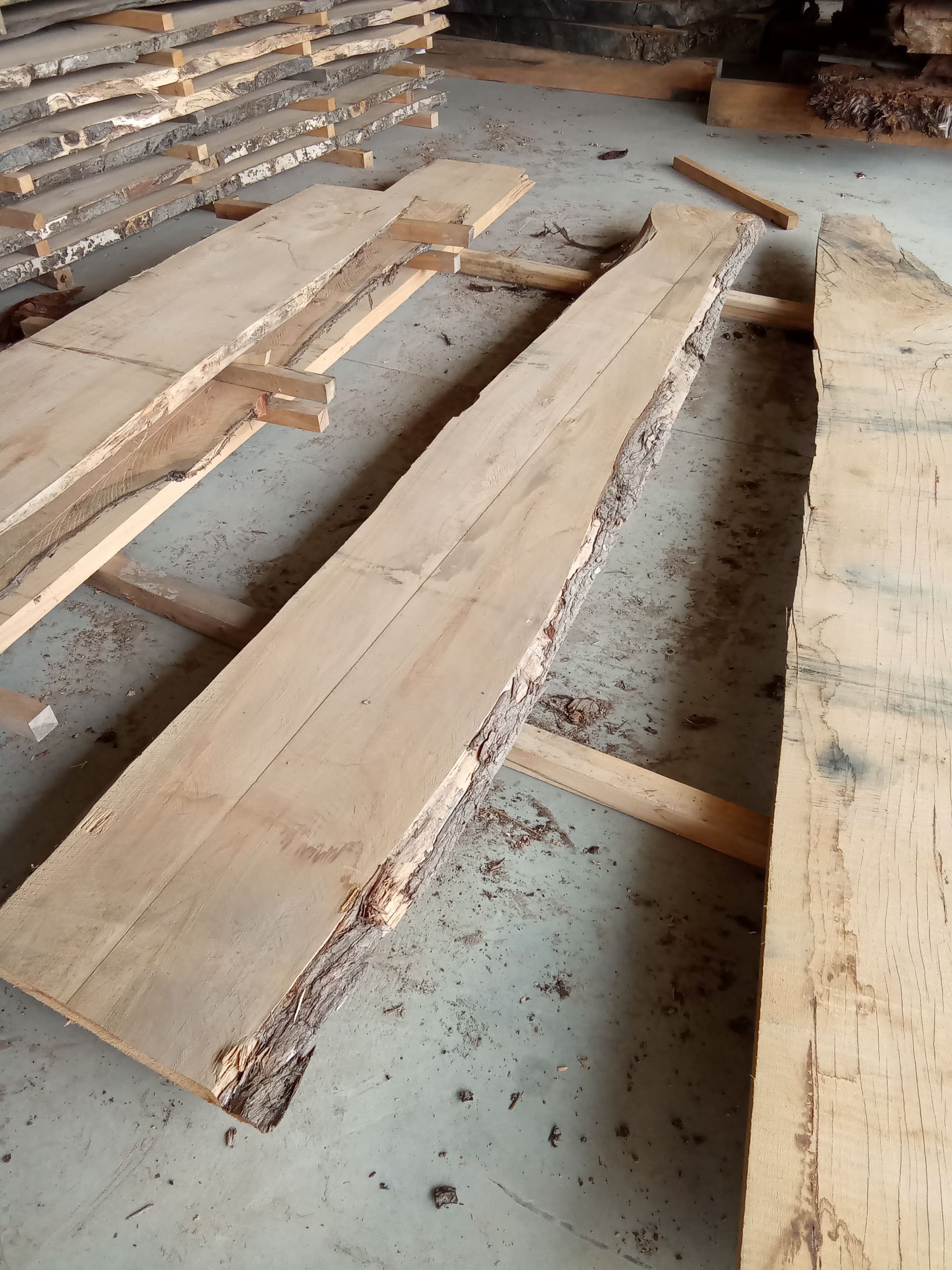 Macrocarpa Slab #23 view 1