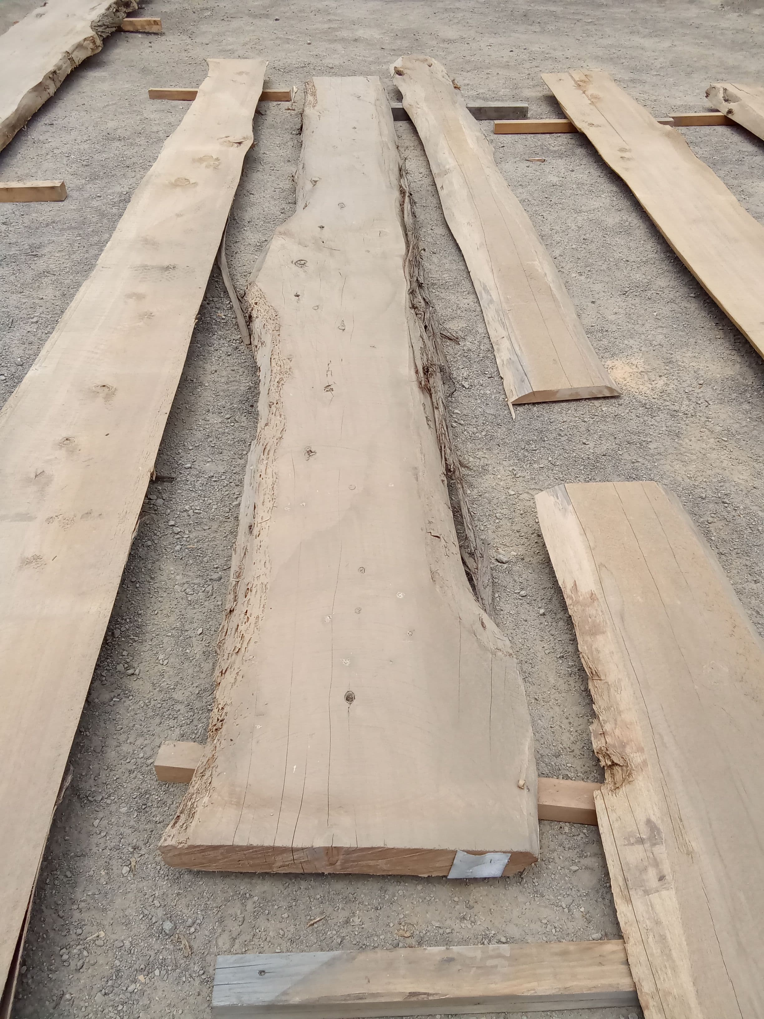 Macrocarpa Slab #14