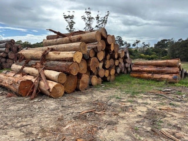 Eucalyptus Saligna (Blue Gum)
