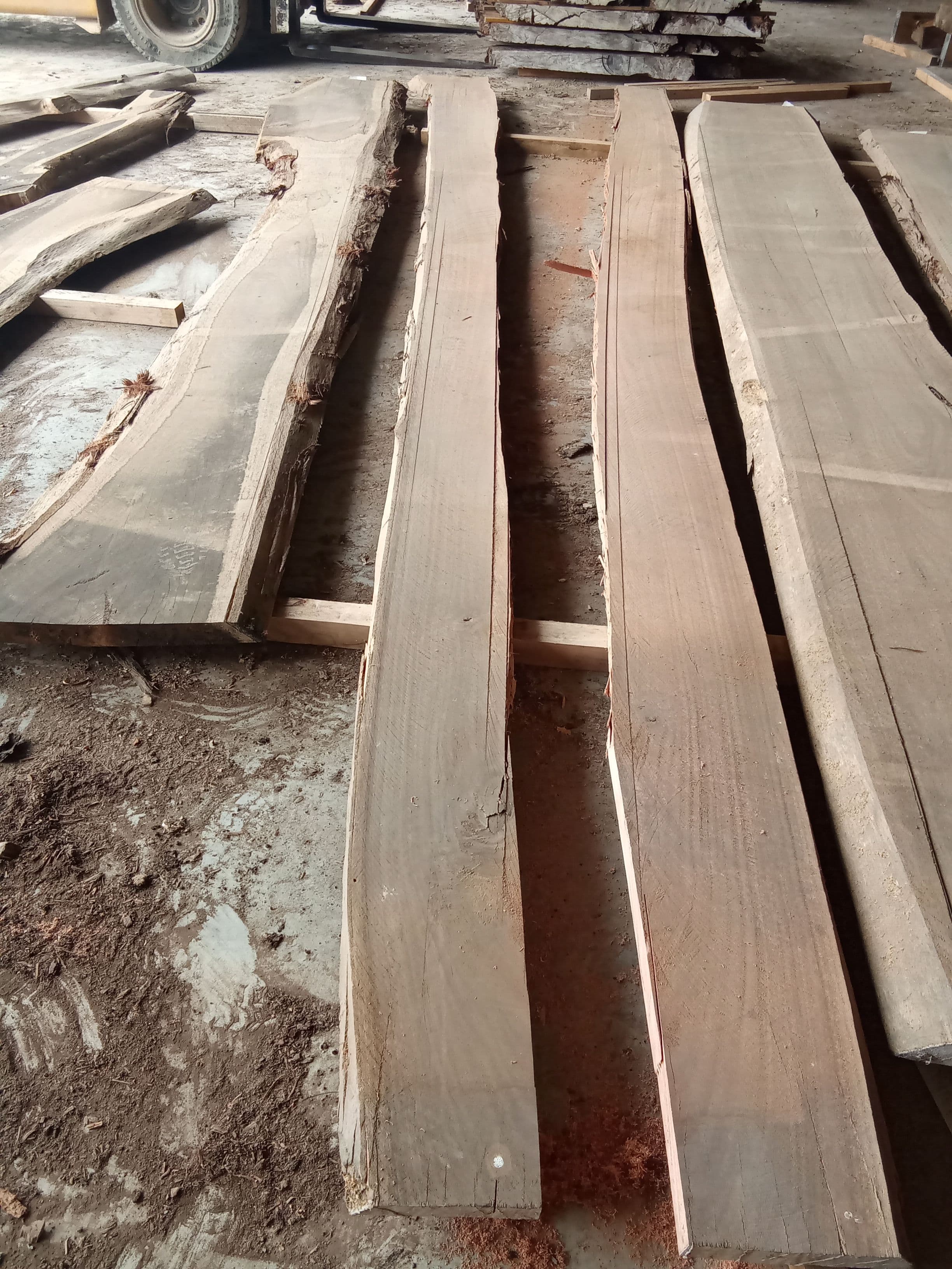 Saligna Eucalyptus Slab #16
