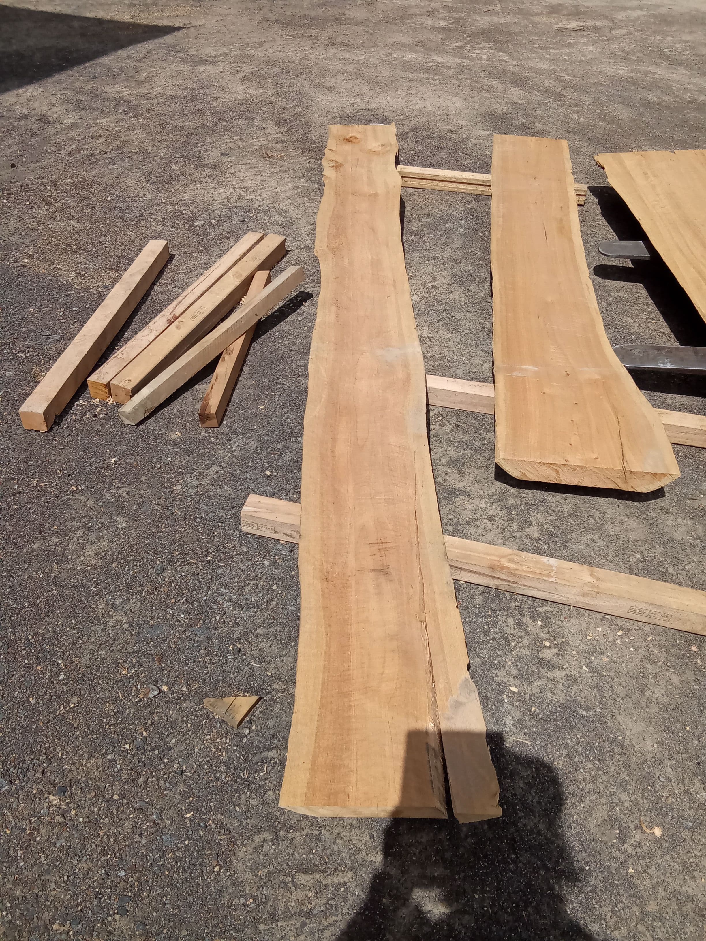 Macrocarpa Slab #42