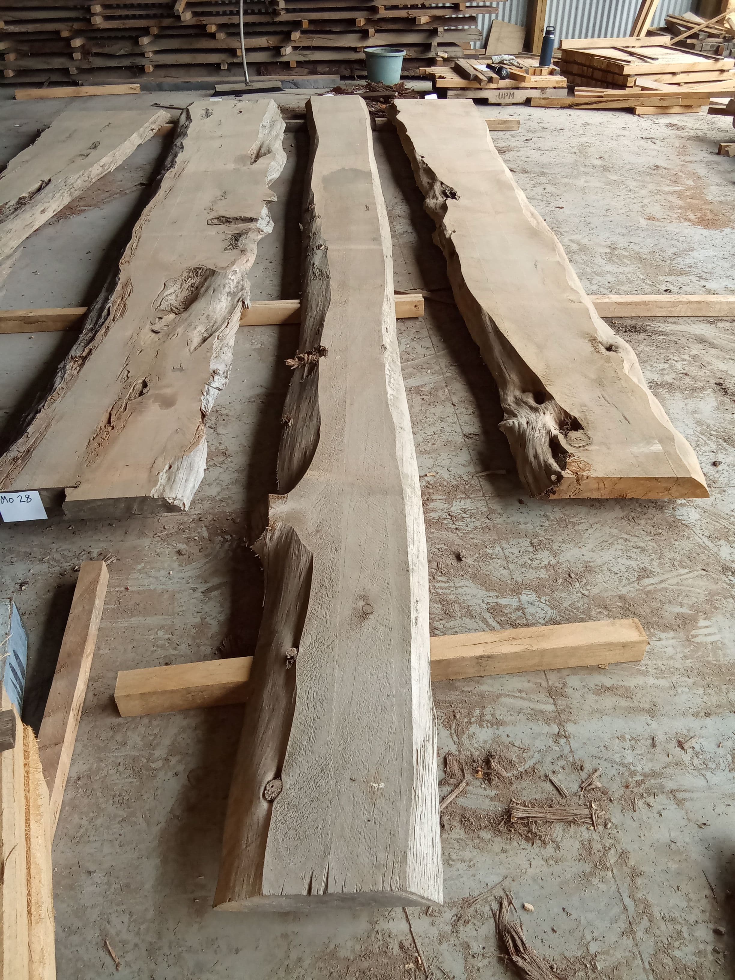 Macrocarpa Slab #29