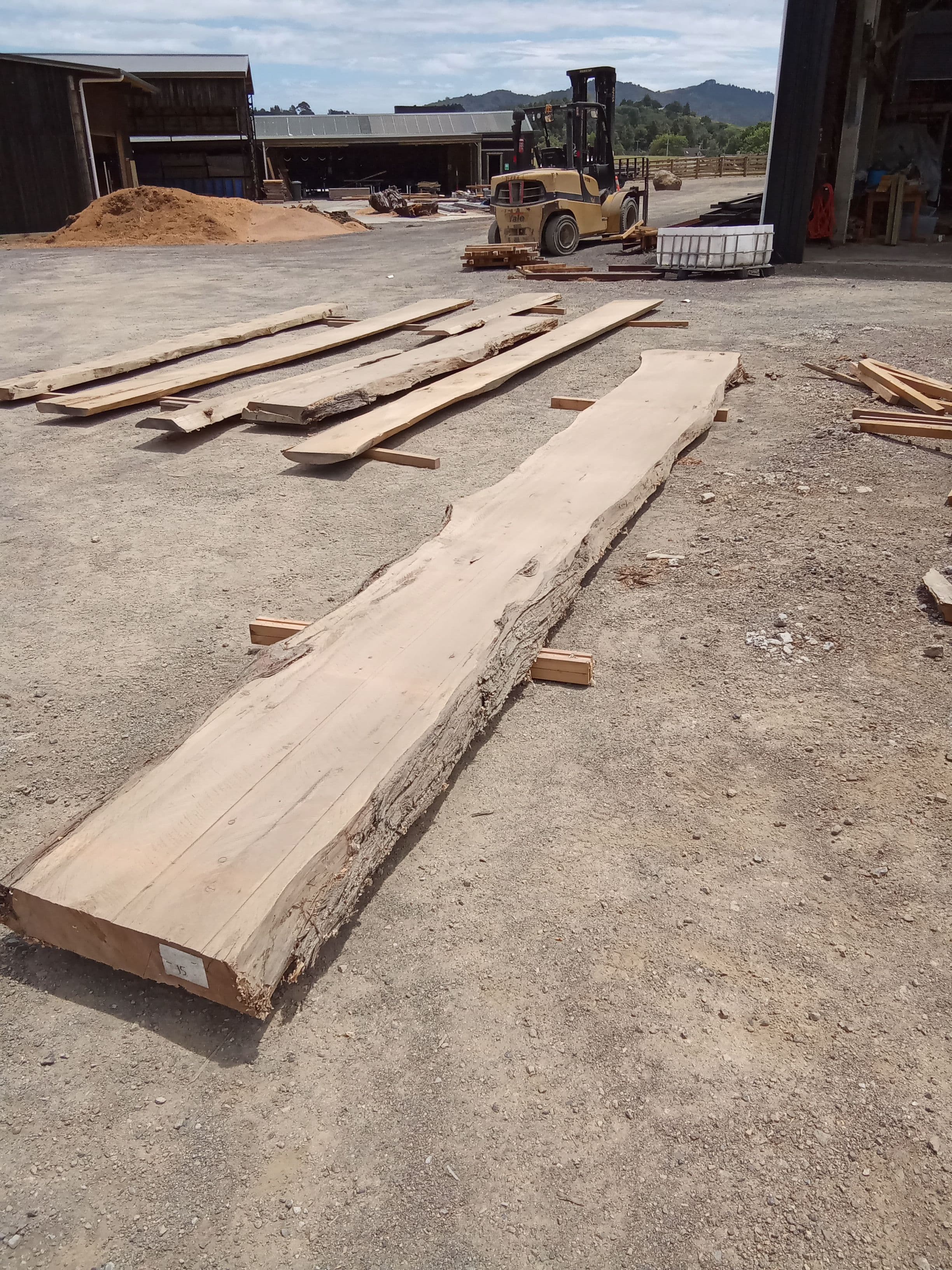 Macrocarpa Slab #12 view 1