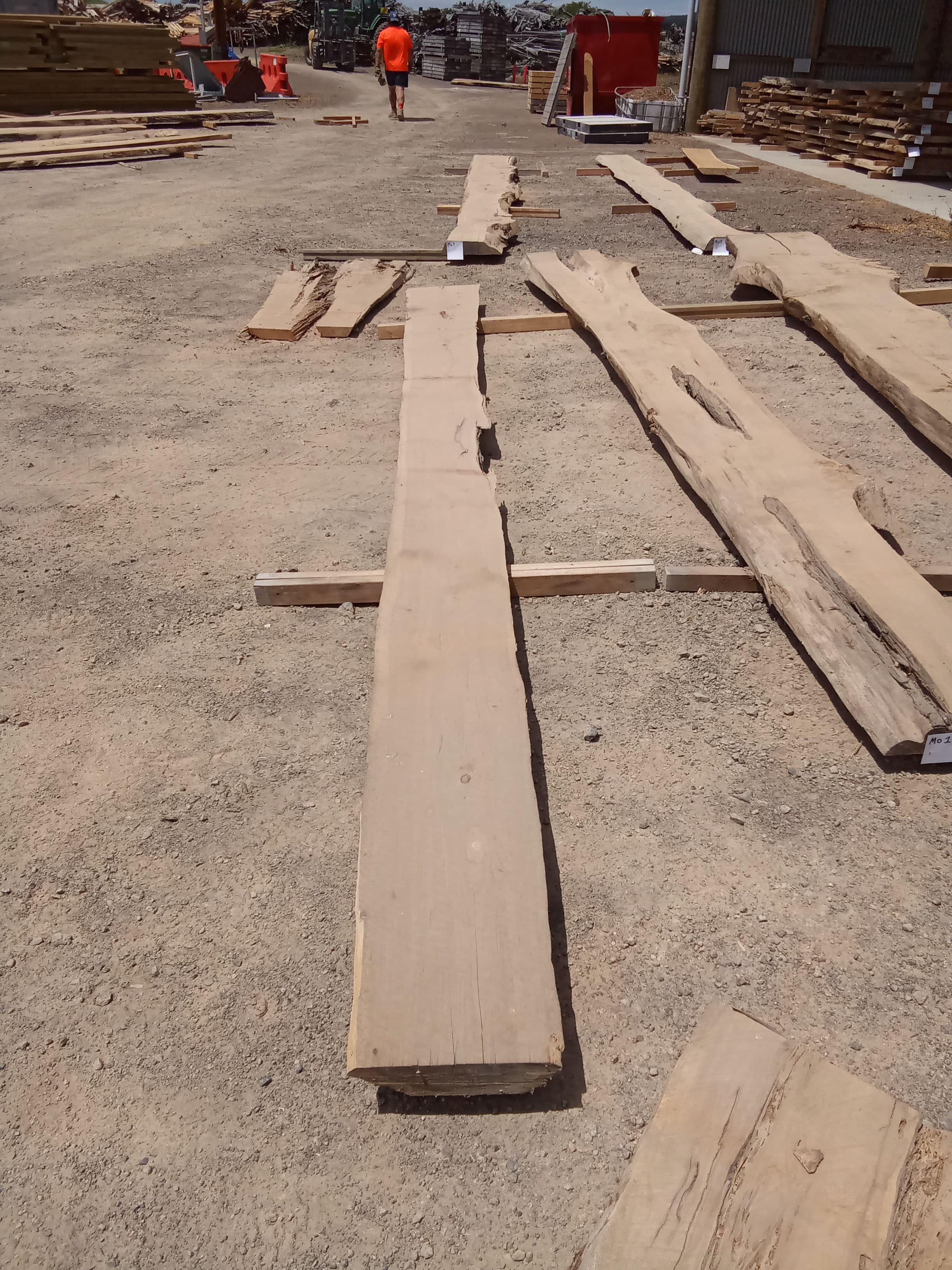 Macrocarpa Slab #19 view 2