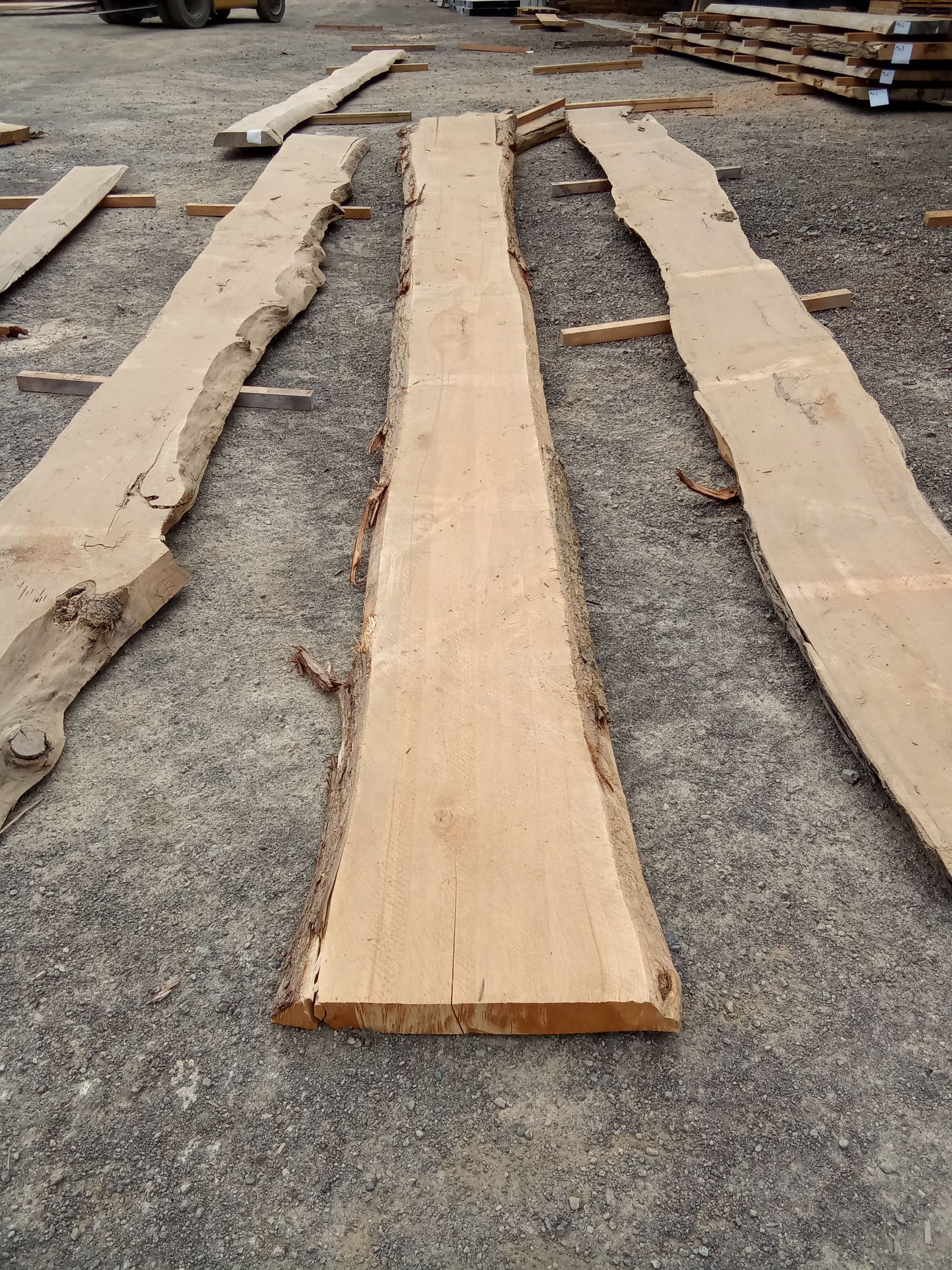 Macrocarpa Slab #5 view 2