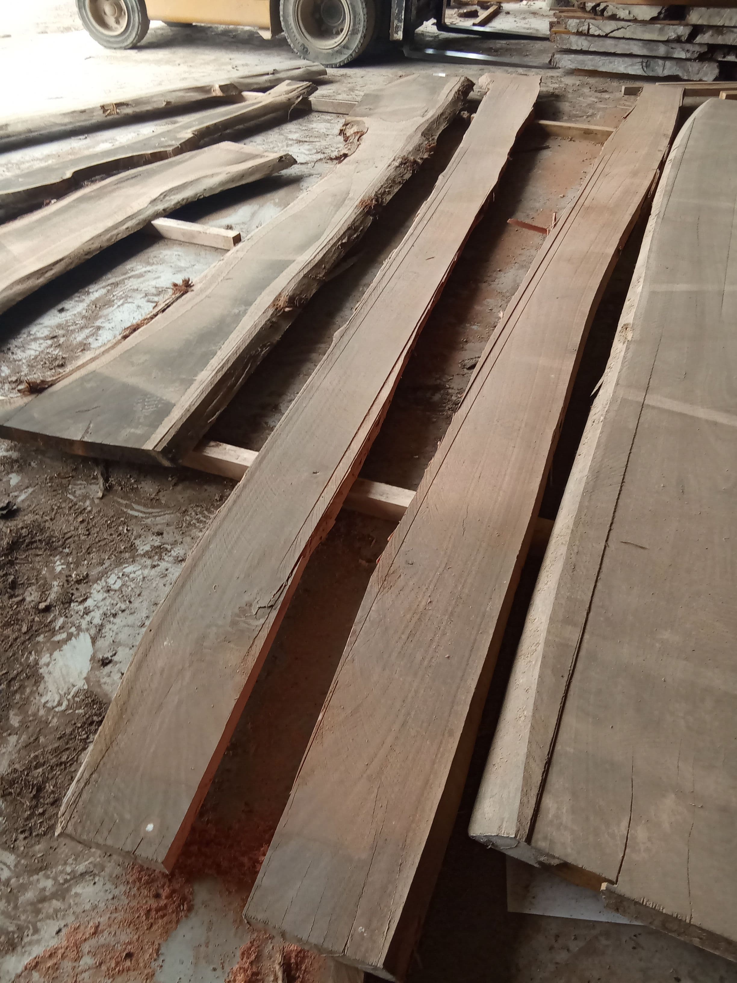 Saligna Eucalyptus Slab #16 view 1