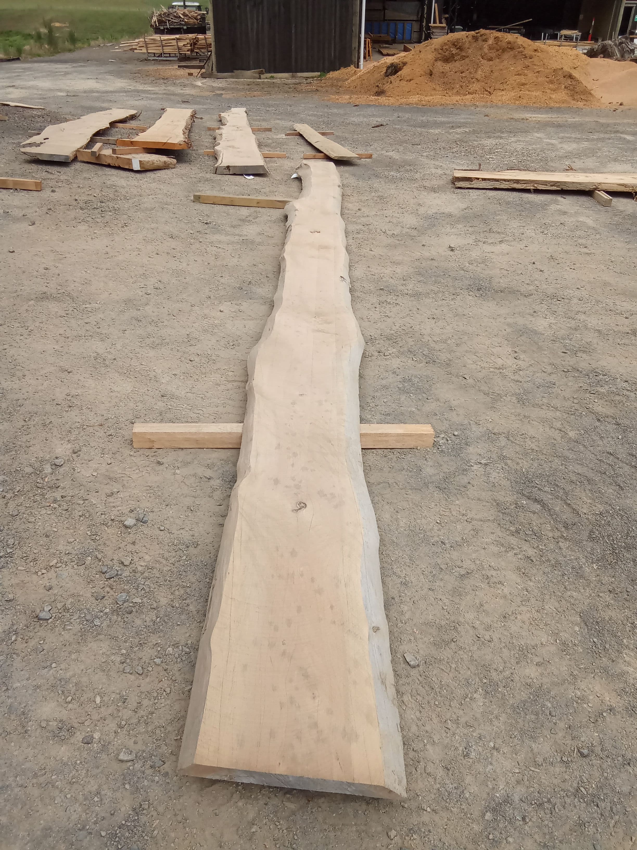 Macrocarpa Slab #8 view 2