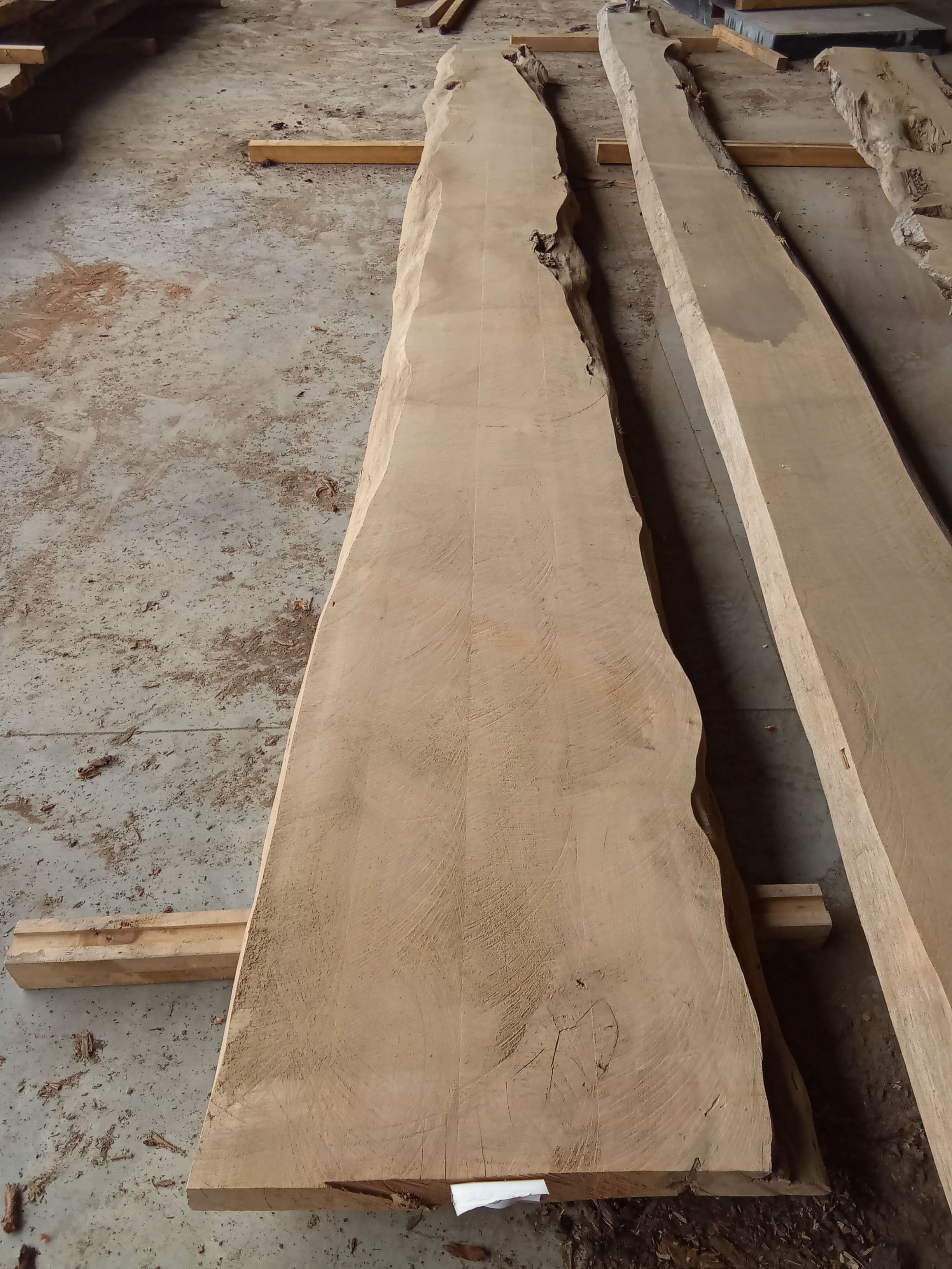 Macrocarpa Slab #30