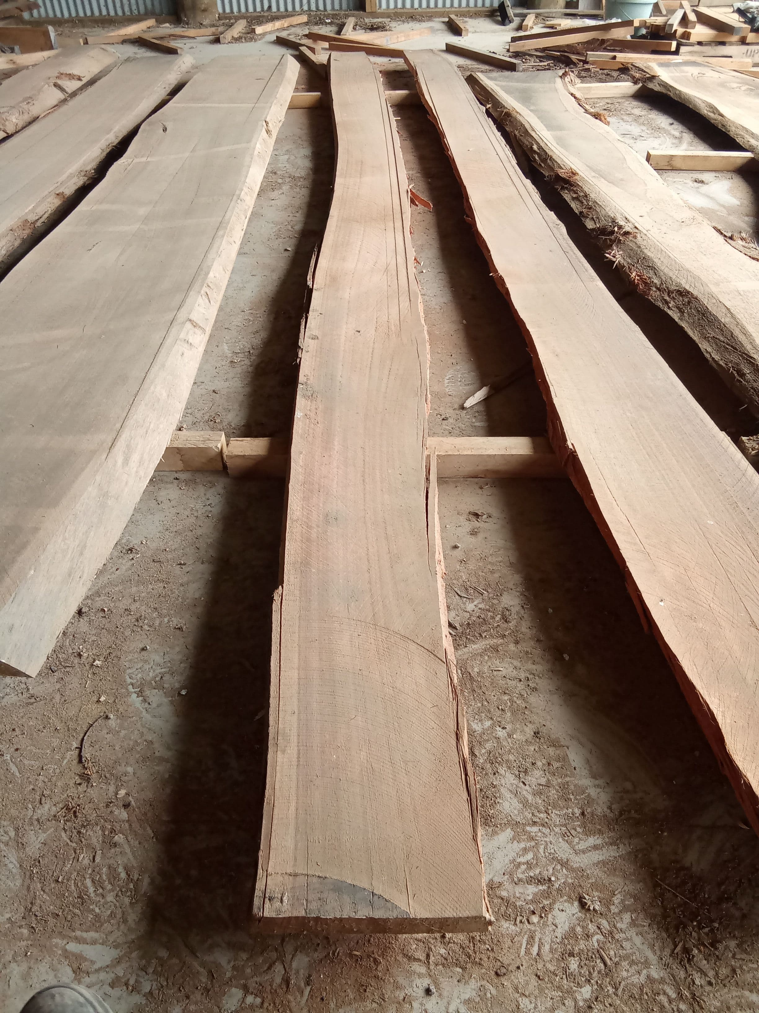 Saligna Eucalyptus Slab #15 view 2