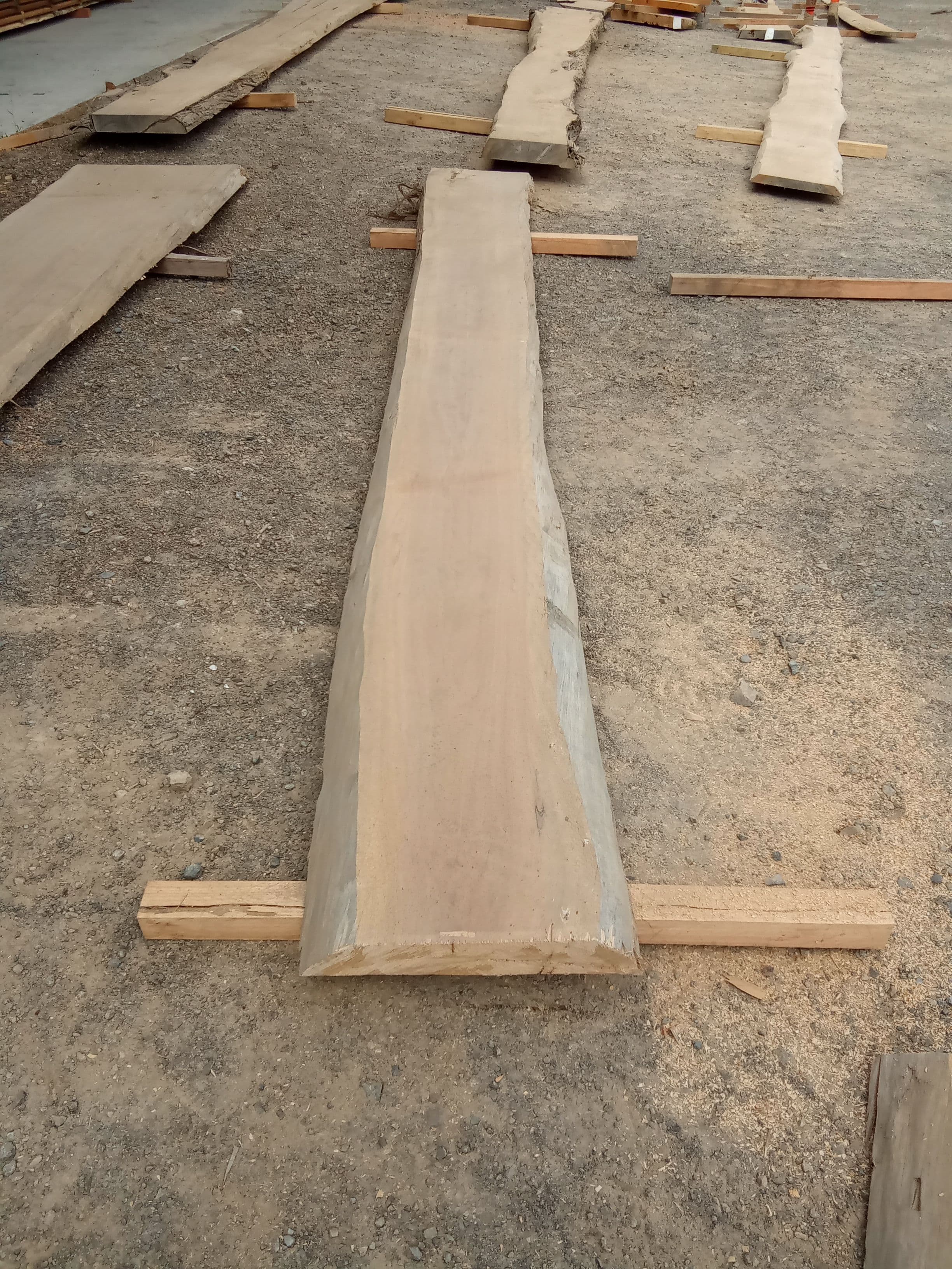 Macrocarpa Slab #4 view 2